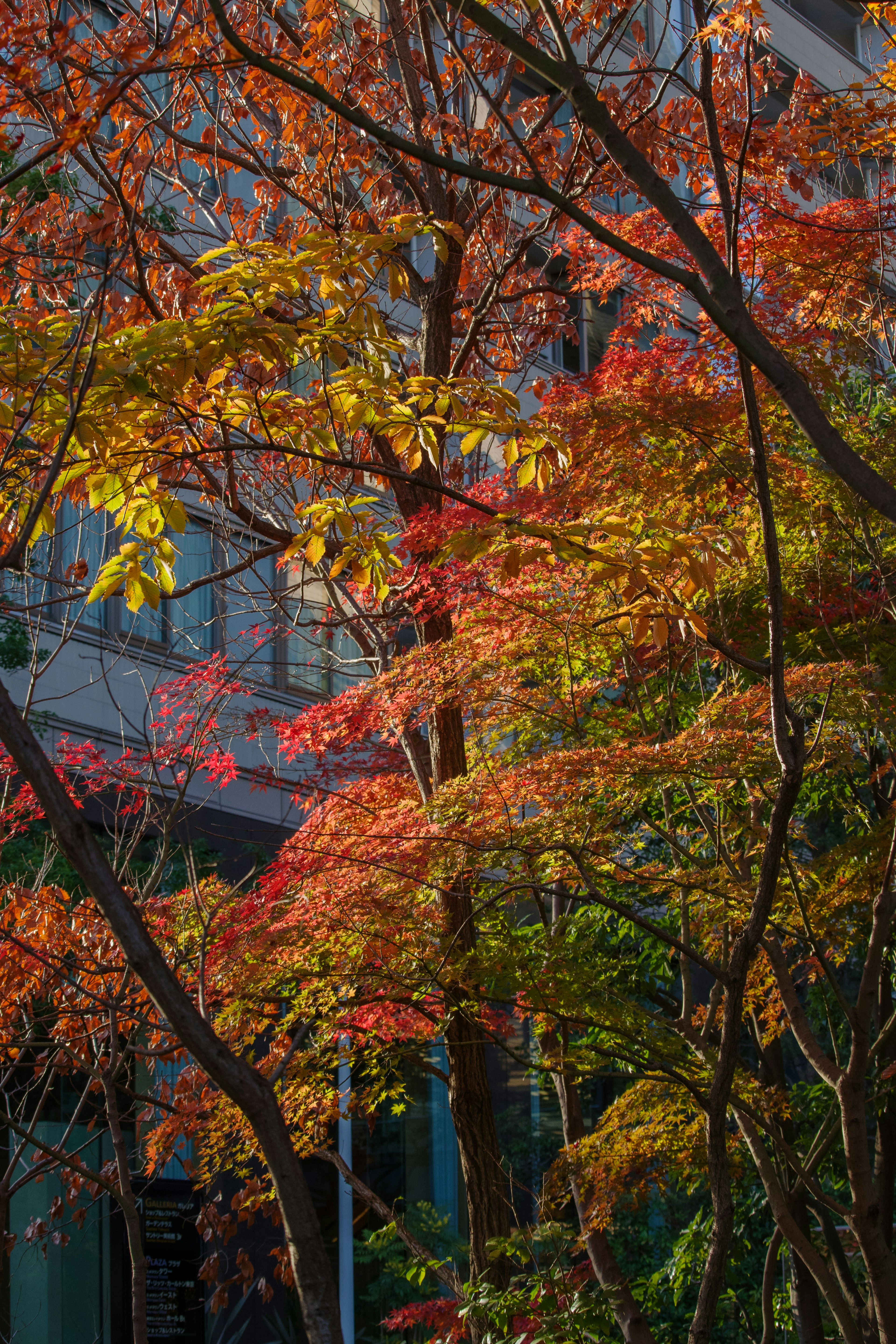 Schöne Herbstlaub in einem Park