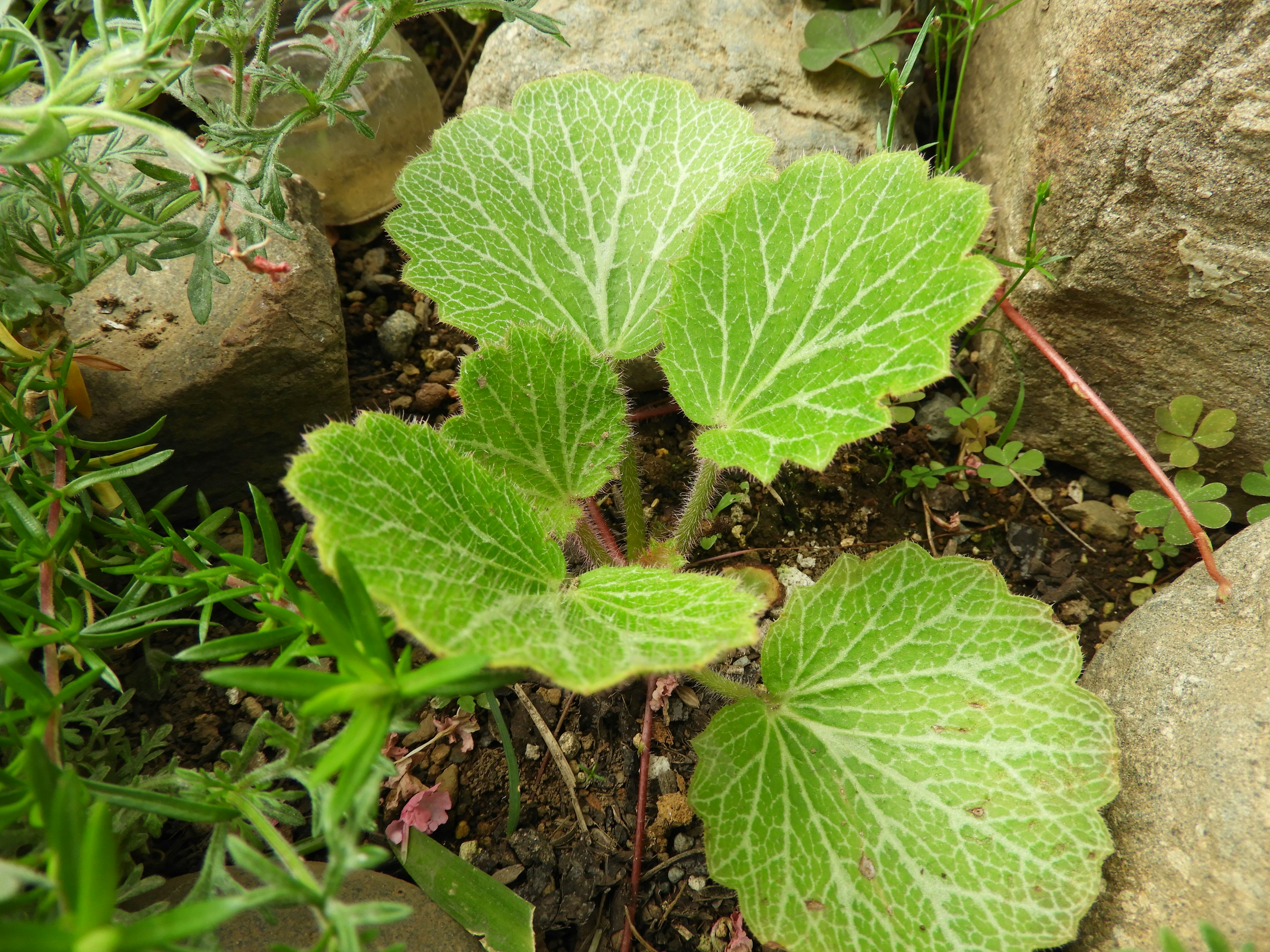 Gambar close-up tanaman dengan daun hijau yang khas