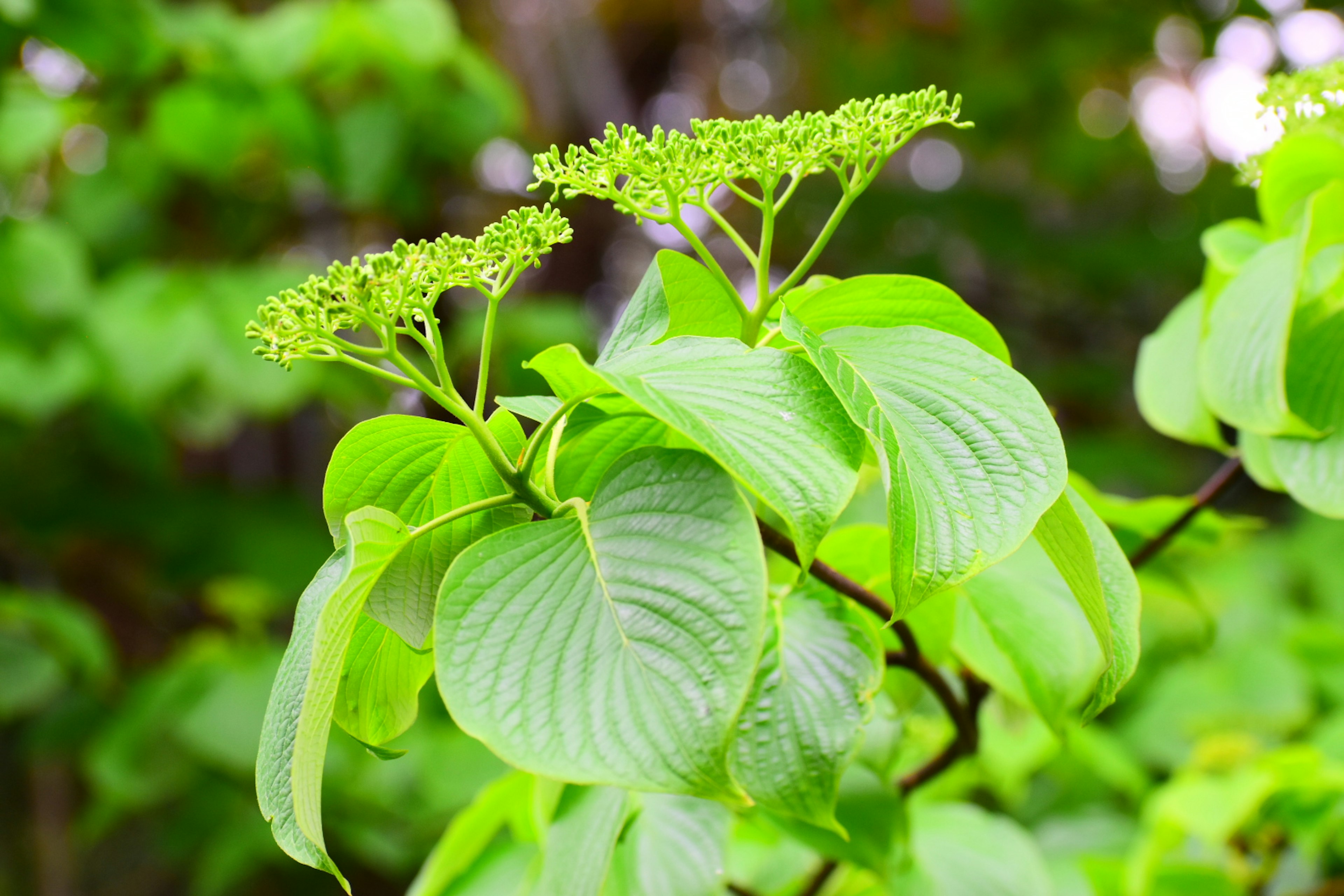 Sebuah cabang dengan daun hijau dan bunga kecil