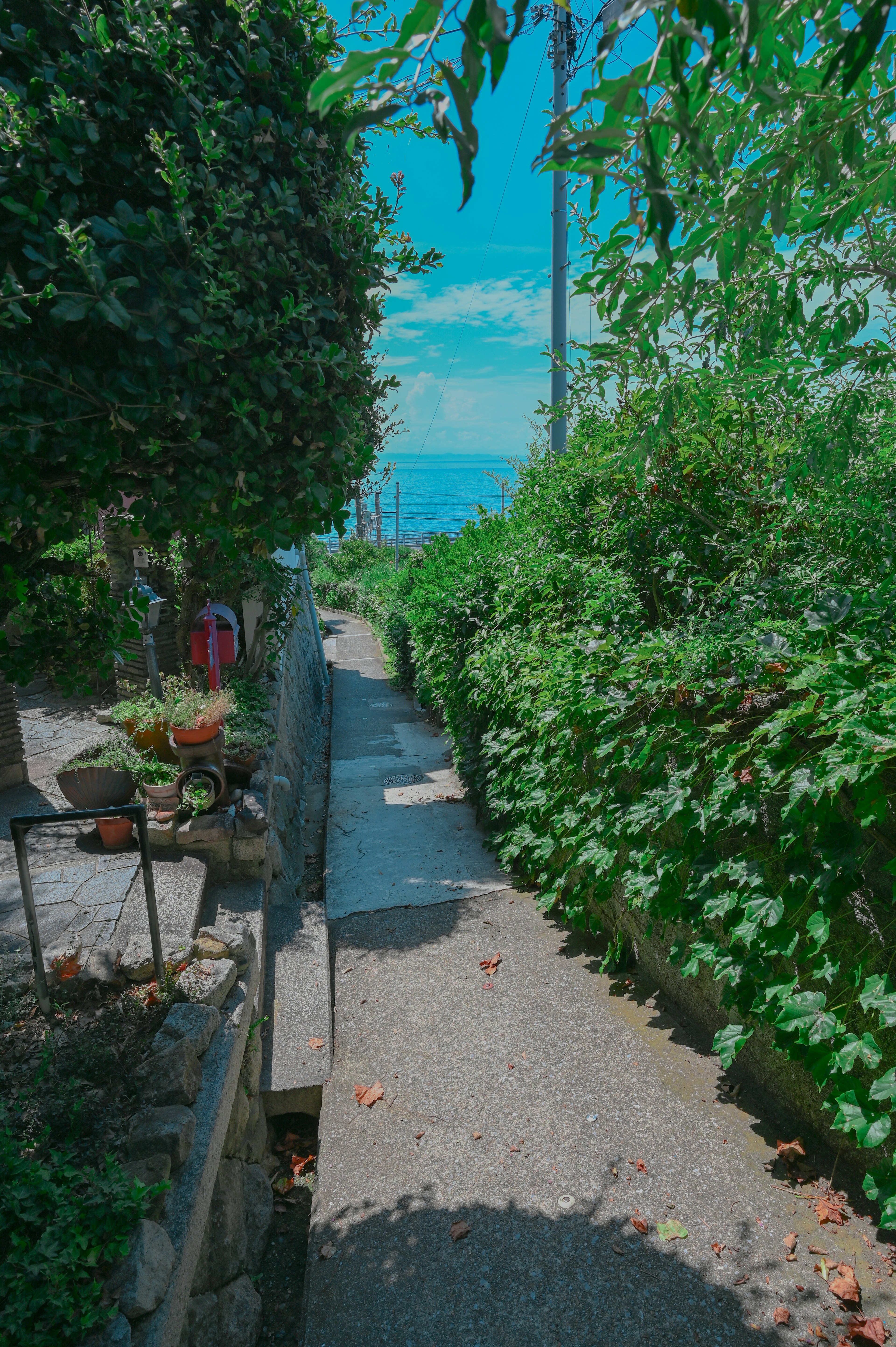 Pathway surrounded by lush greenery under a blue sky