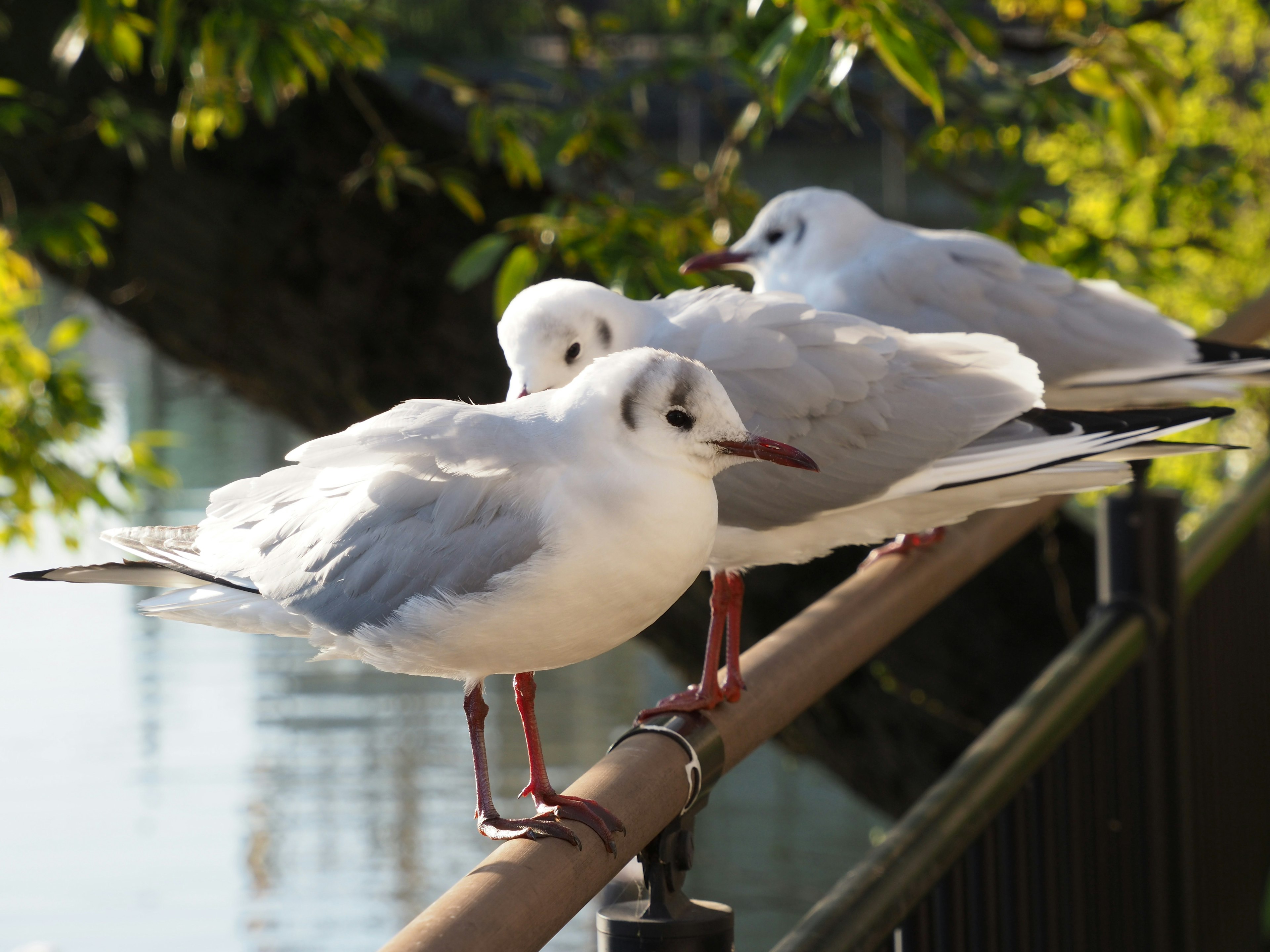 A group of white seagulls perched near a river