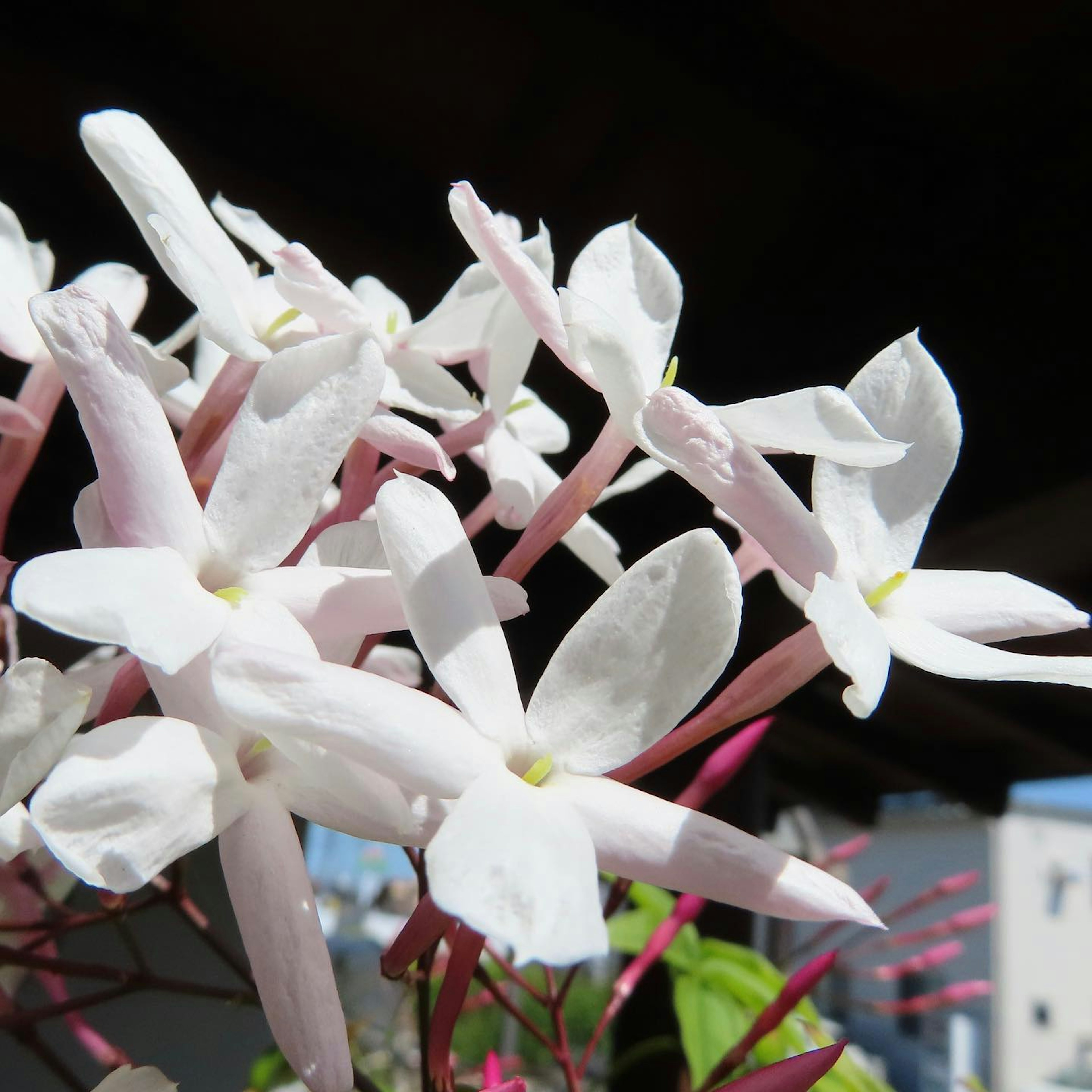 Close-up of white jasmine flowers blooming on a plant