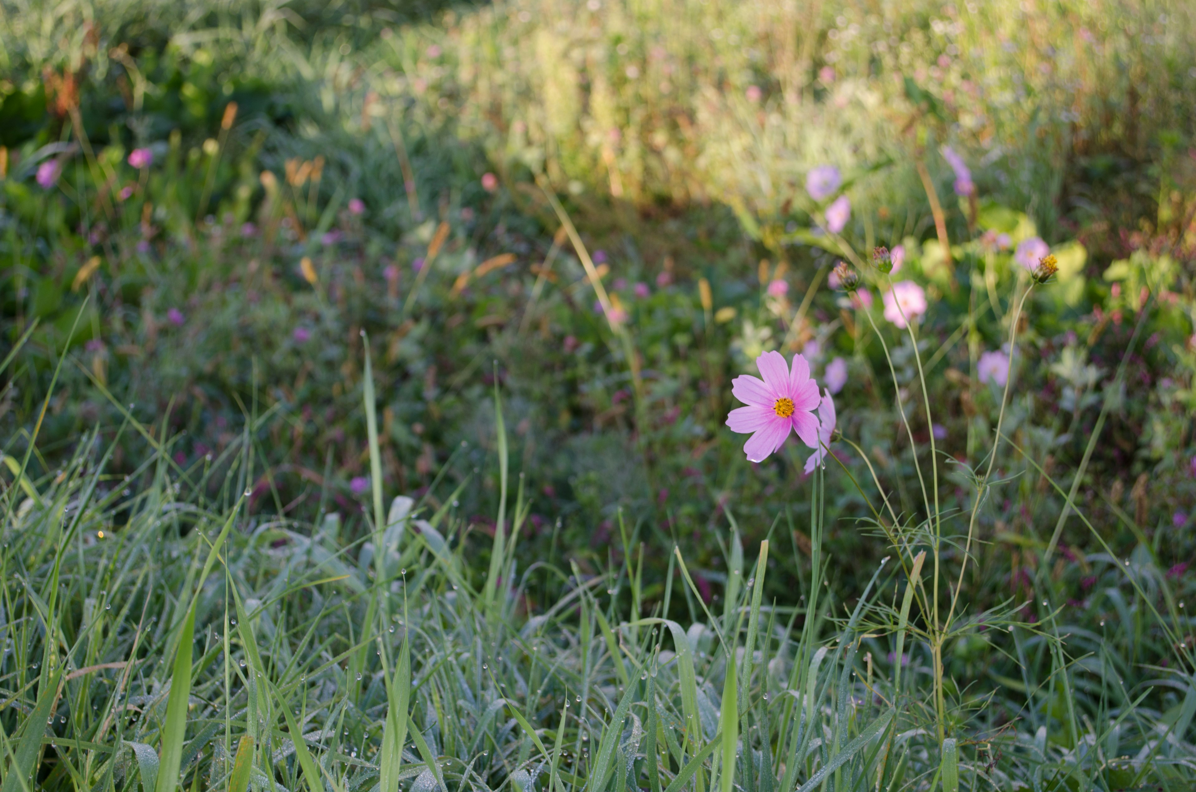 ピンクの花が咲いている草原の風景