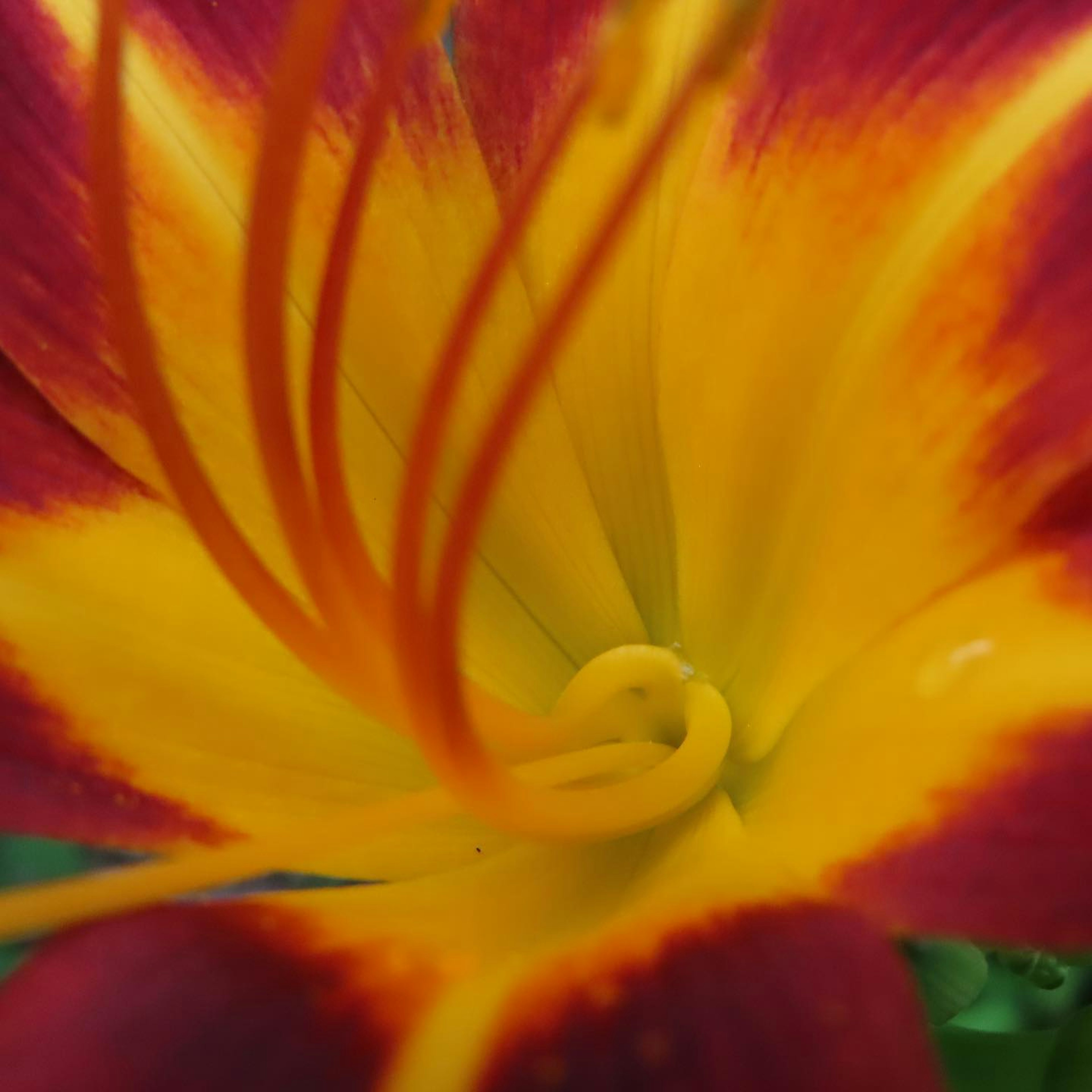 Nahaufnahme des Inneren einer lebhaften rot-gelben Blume