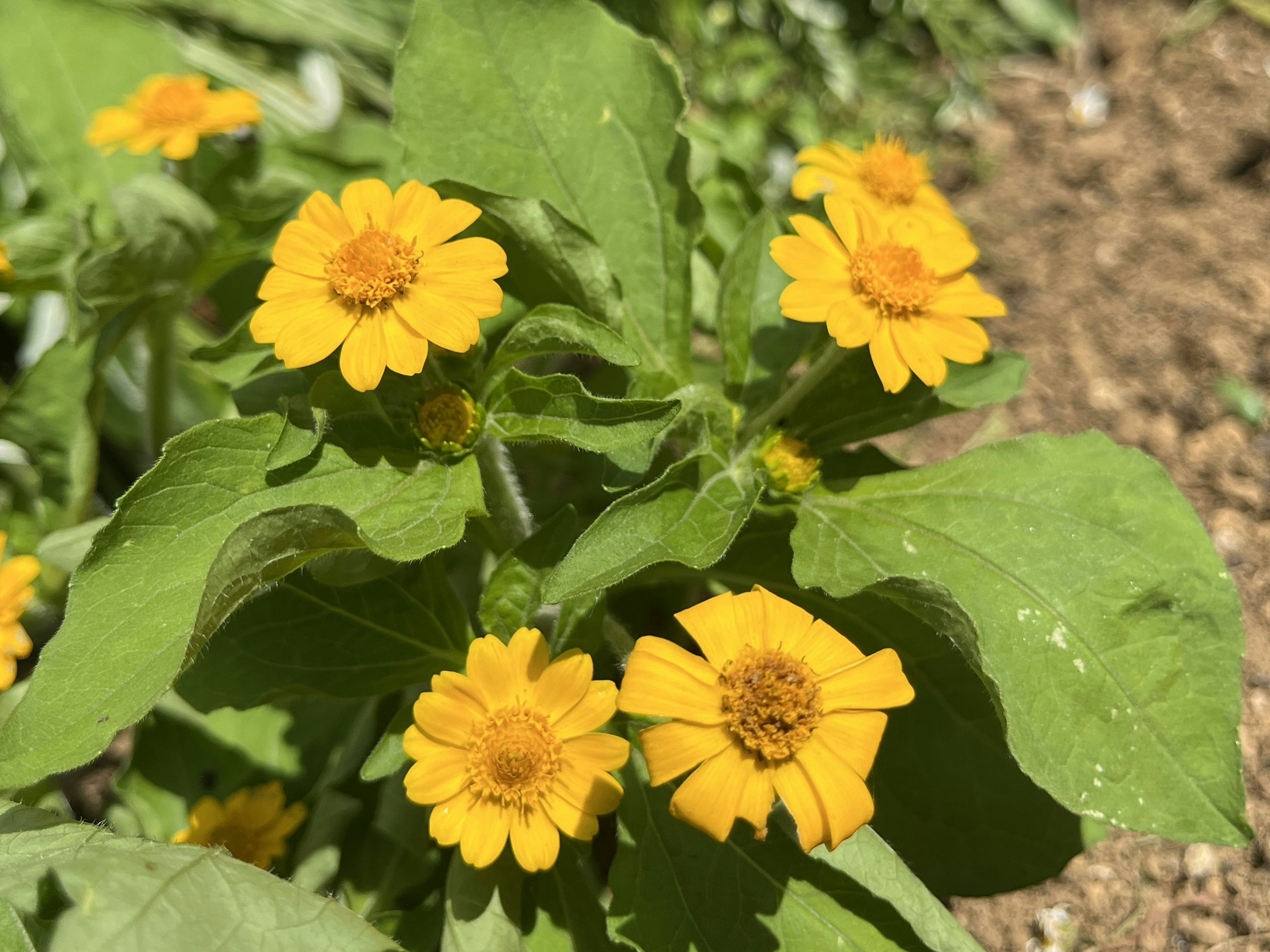 Nahaufnahme einer Pflanze mit leuchtend gelben Blumen