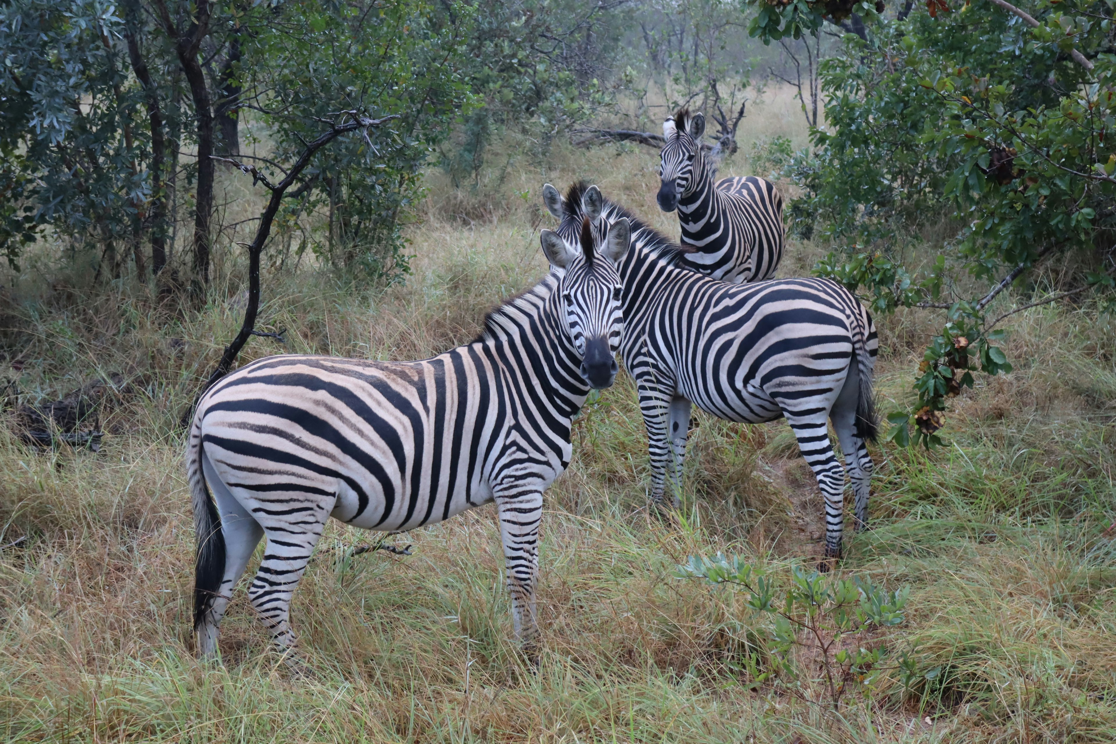 Two zebras standing in a grassy area facing each other