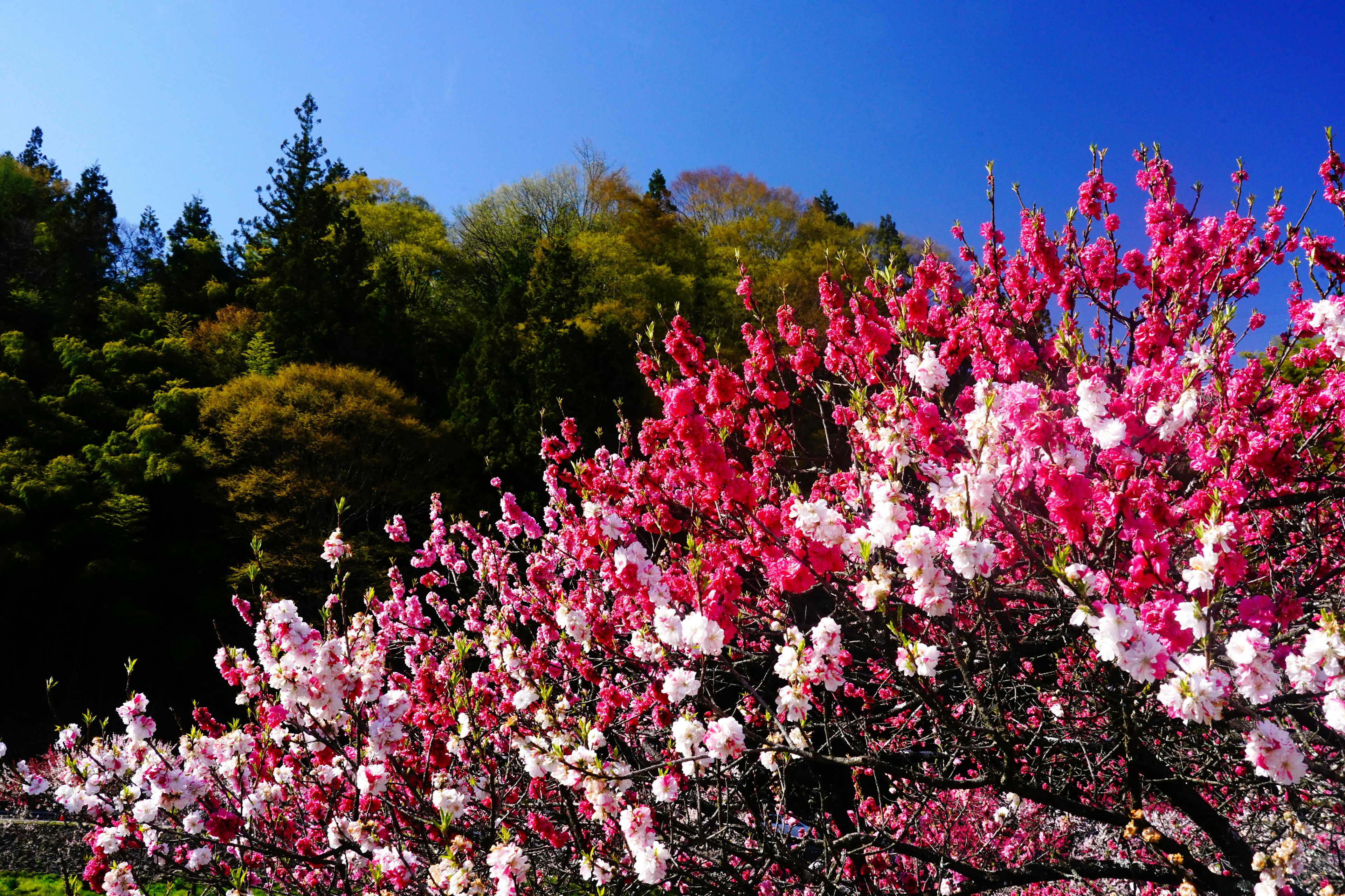 青空の下で咲くピンクと白の花の木々