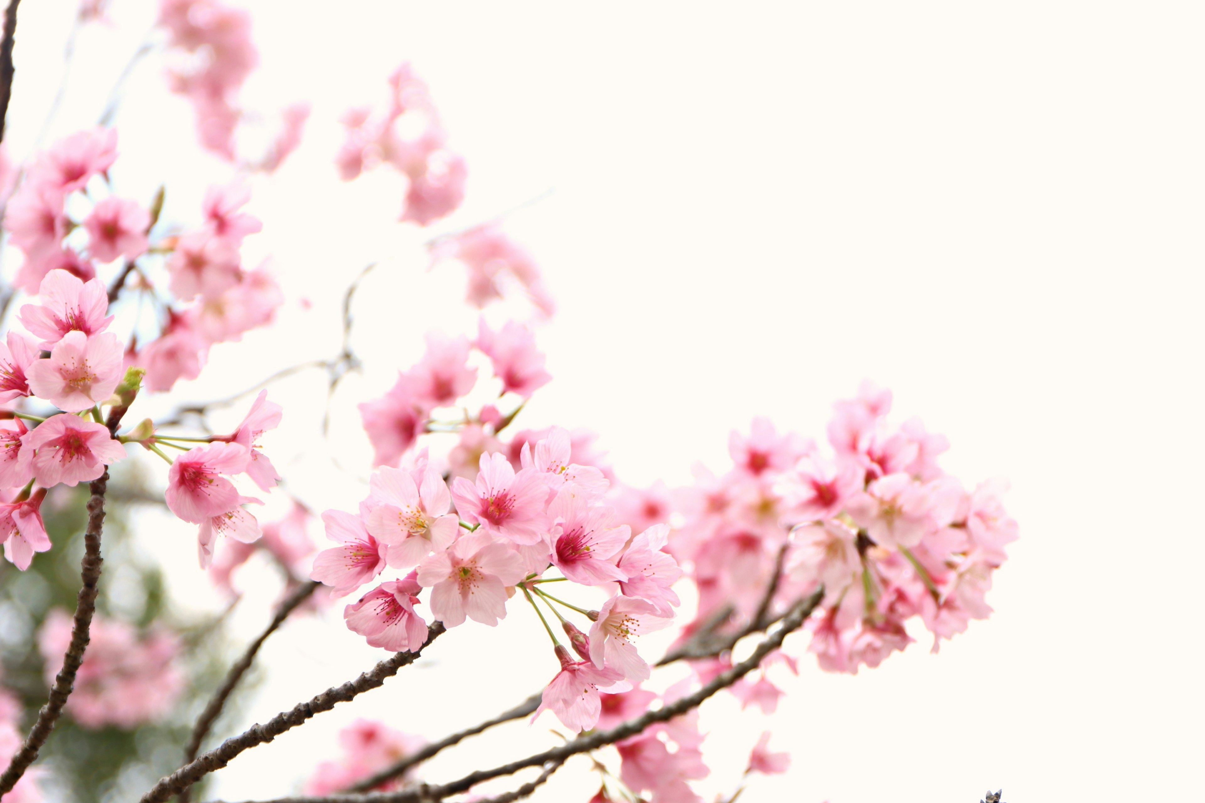 Gros plan sur des branches de cerisier avec des fleurs roses