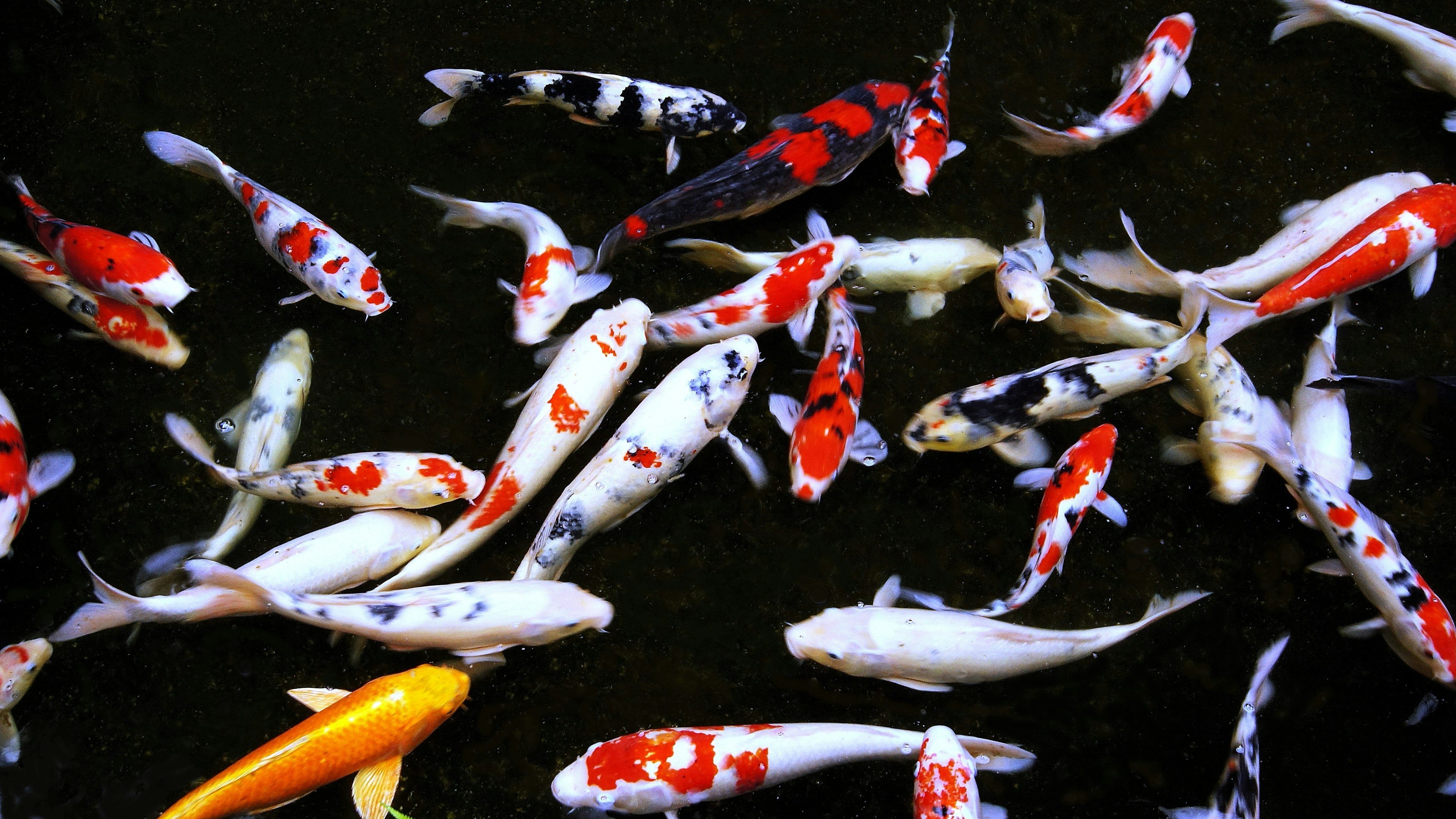 Bunte Koi-Fische schwimmen im dunklen Wasser