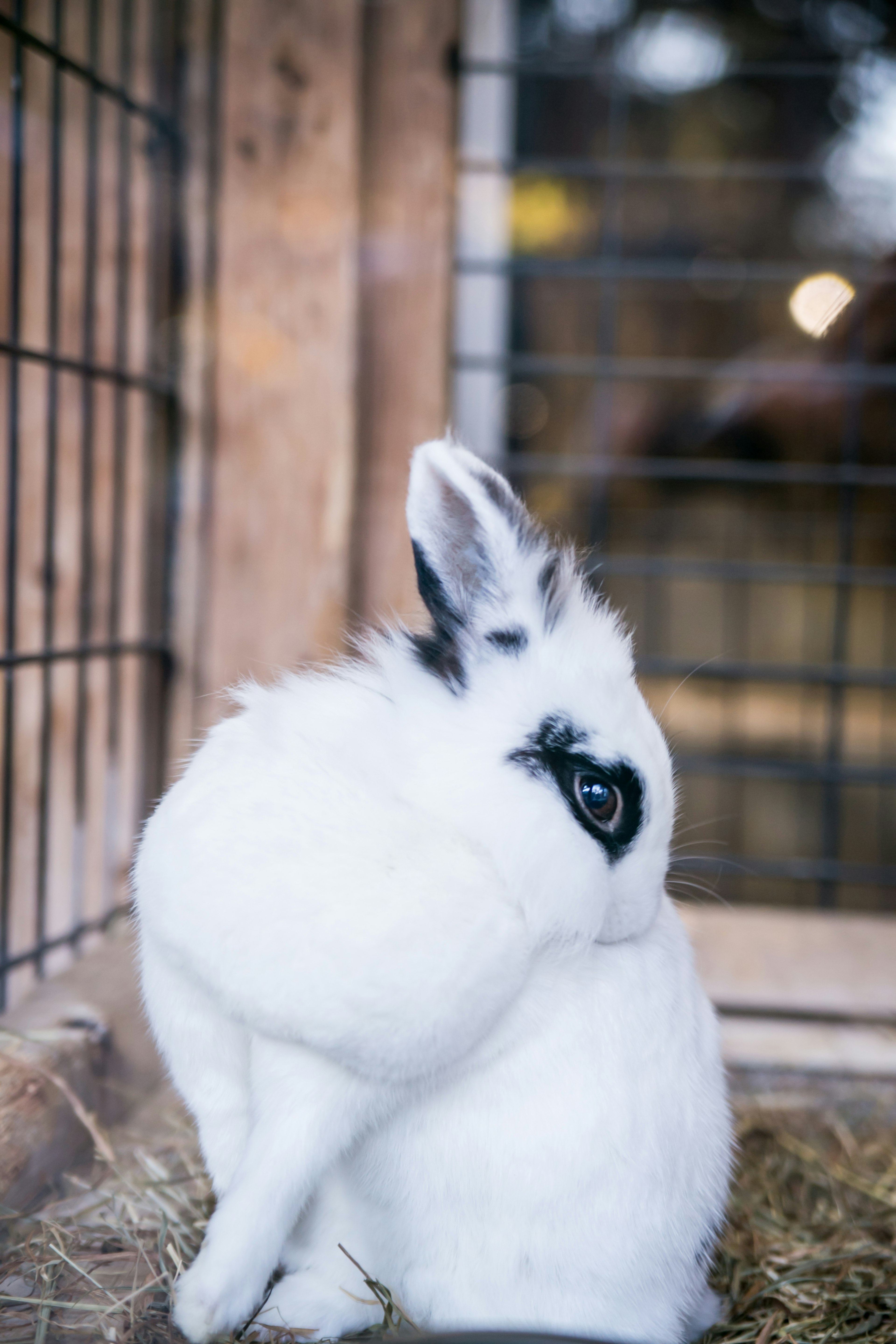 A white rabbit sitting in a hutch with a black patch around its eye