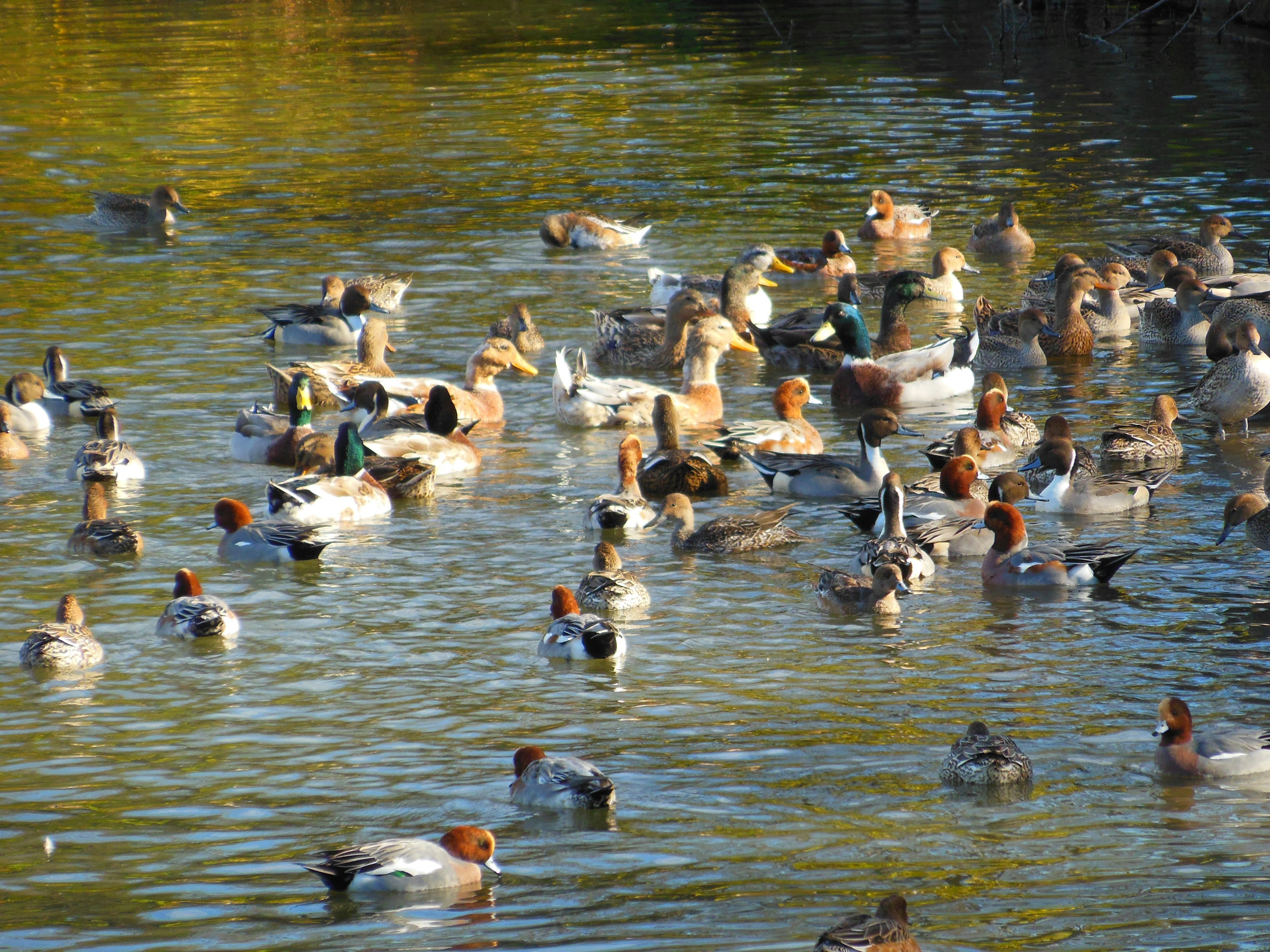 Un grand groupe de canards nageant à la surface de l'eau