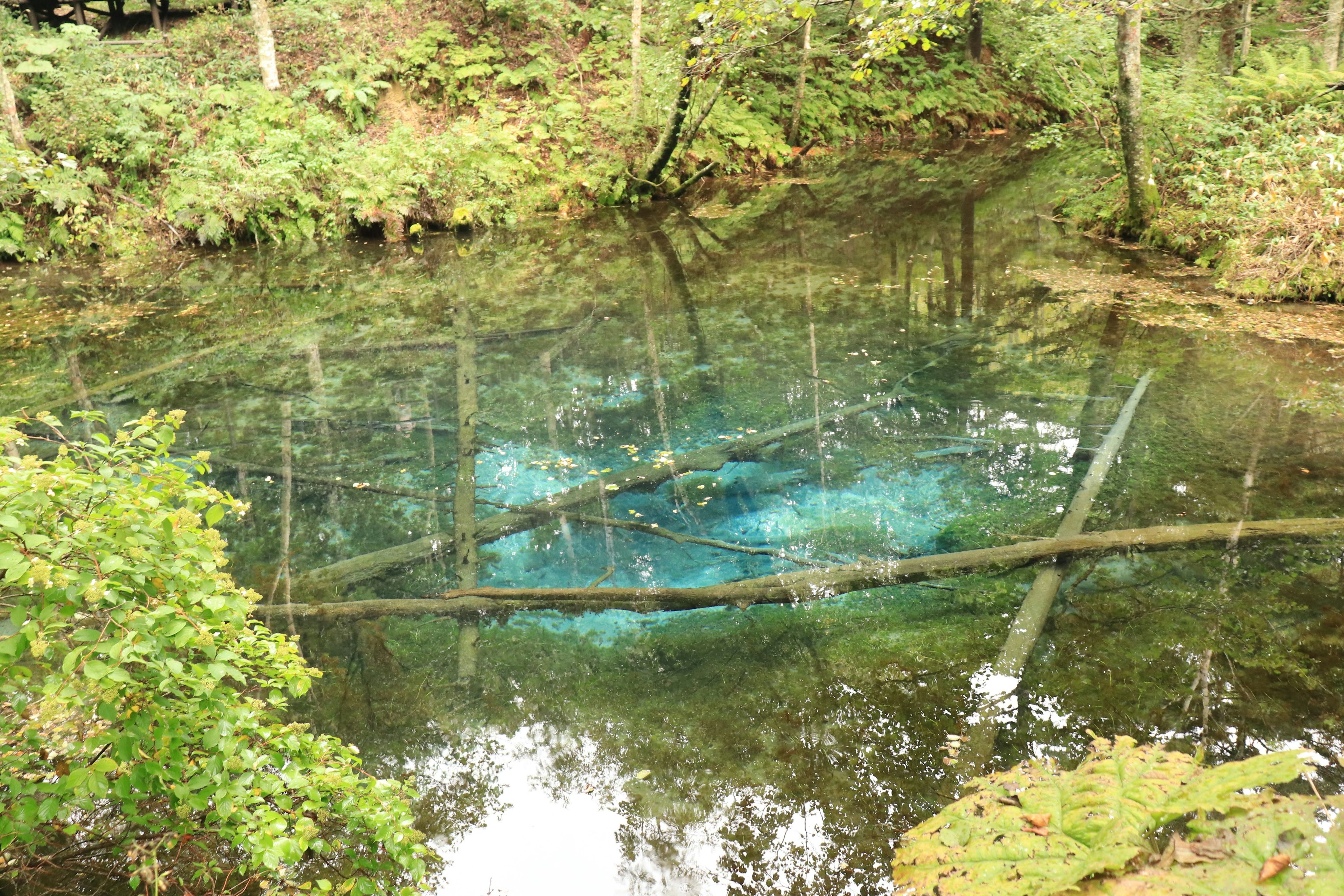 Stagno tranquillo che riflette acqua blu e alberi caduti