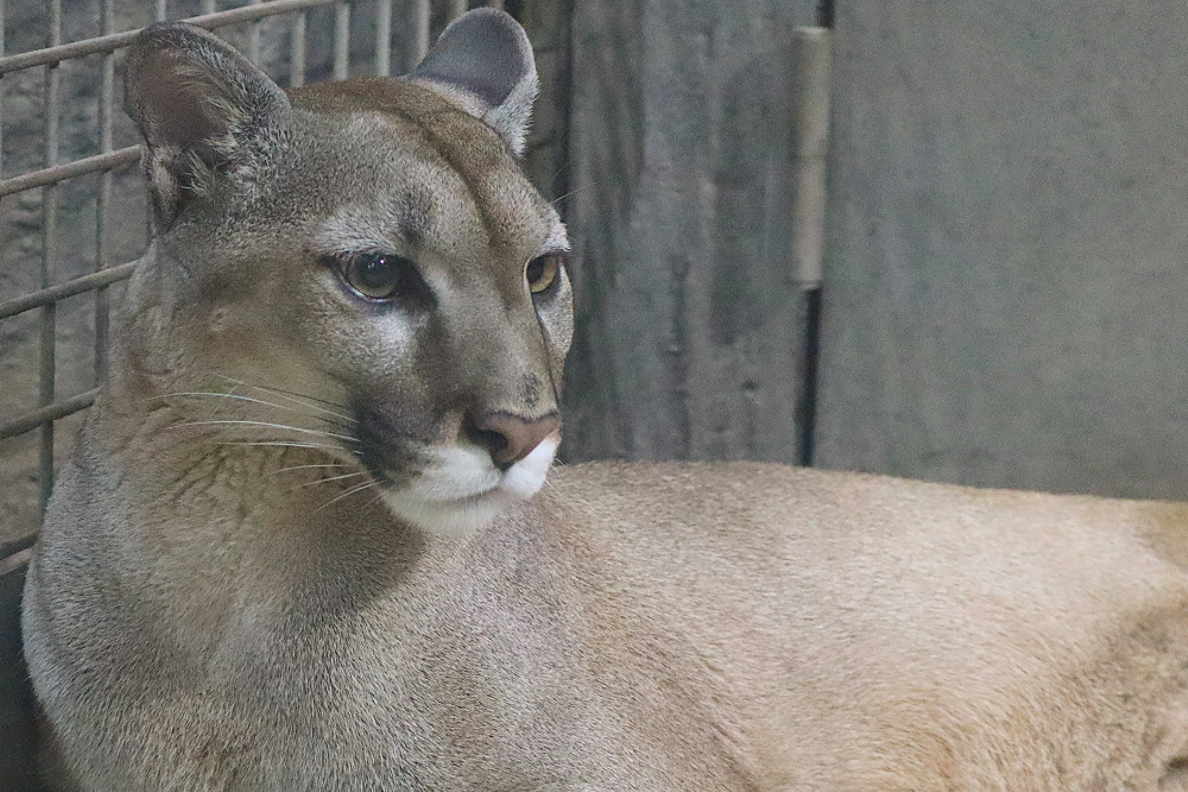 Seekor puma yang beristirahat dengan bulu halus dan ekspresi perhatian