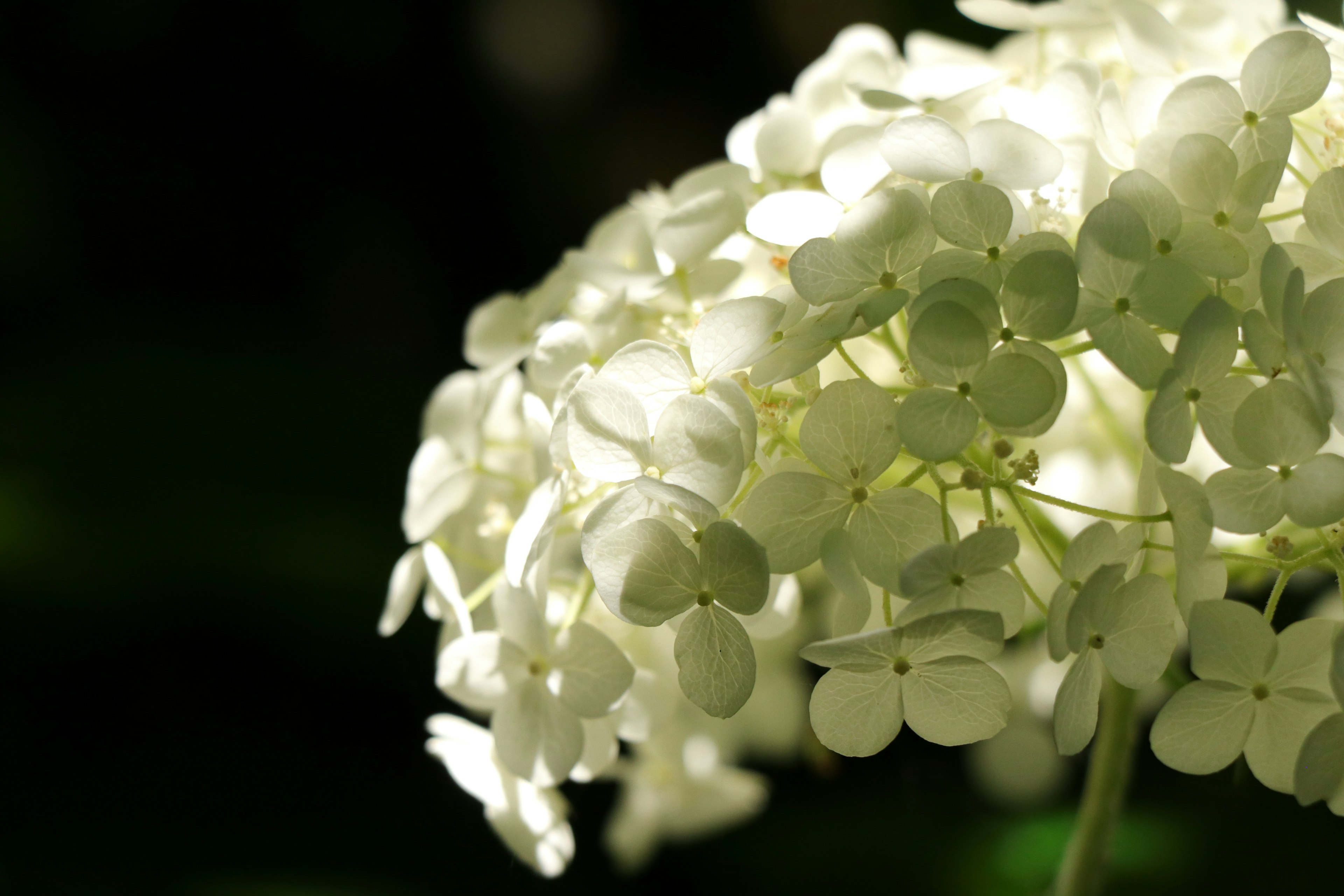 Primo piano di fiori bianchi con petali lucidi e sfondo scuro