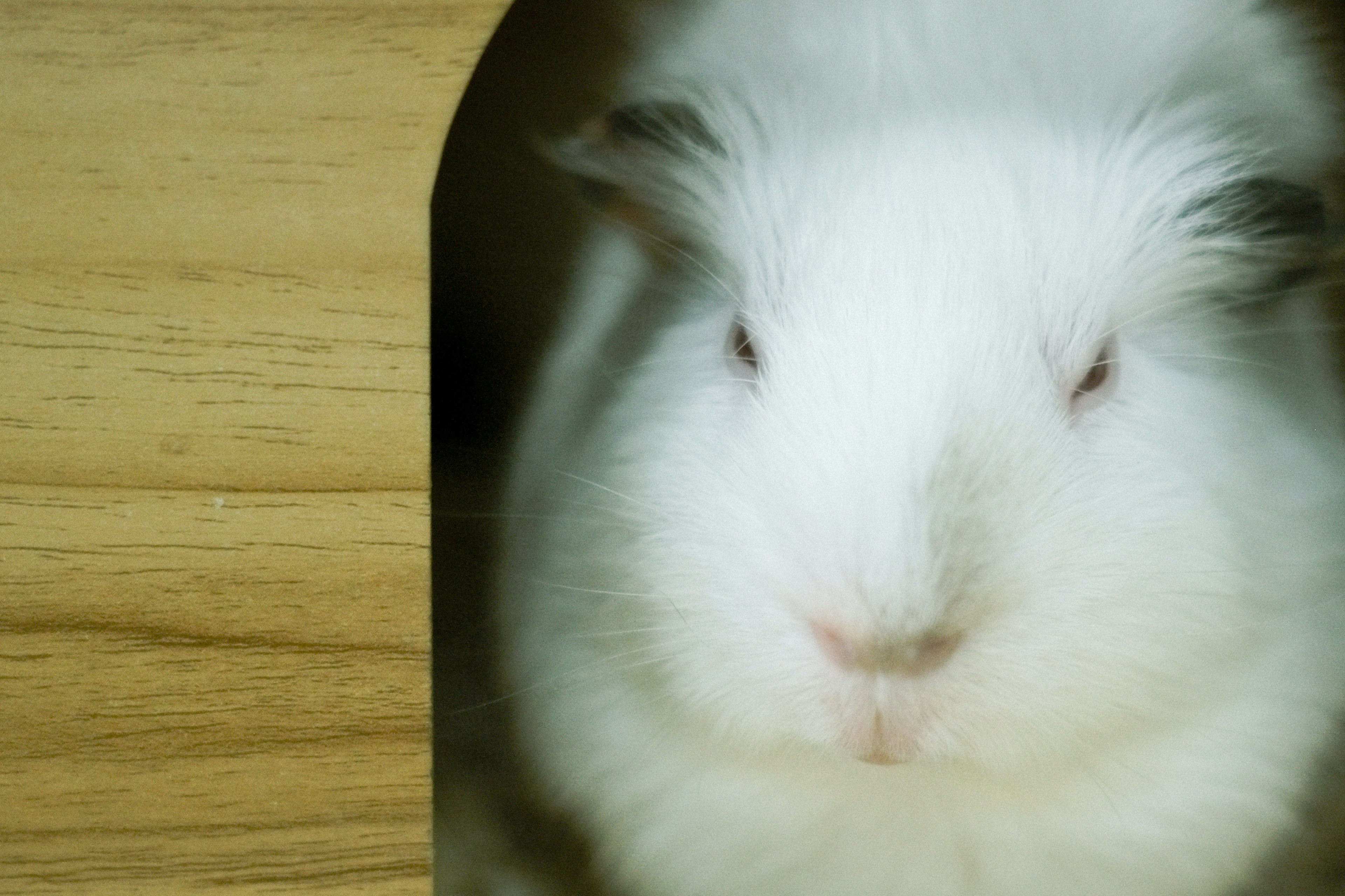 White guinea pig peeking out from a wooden house