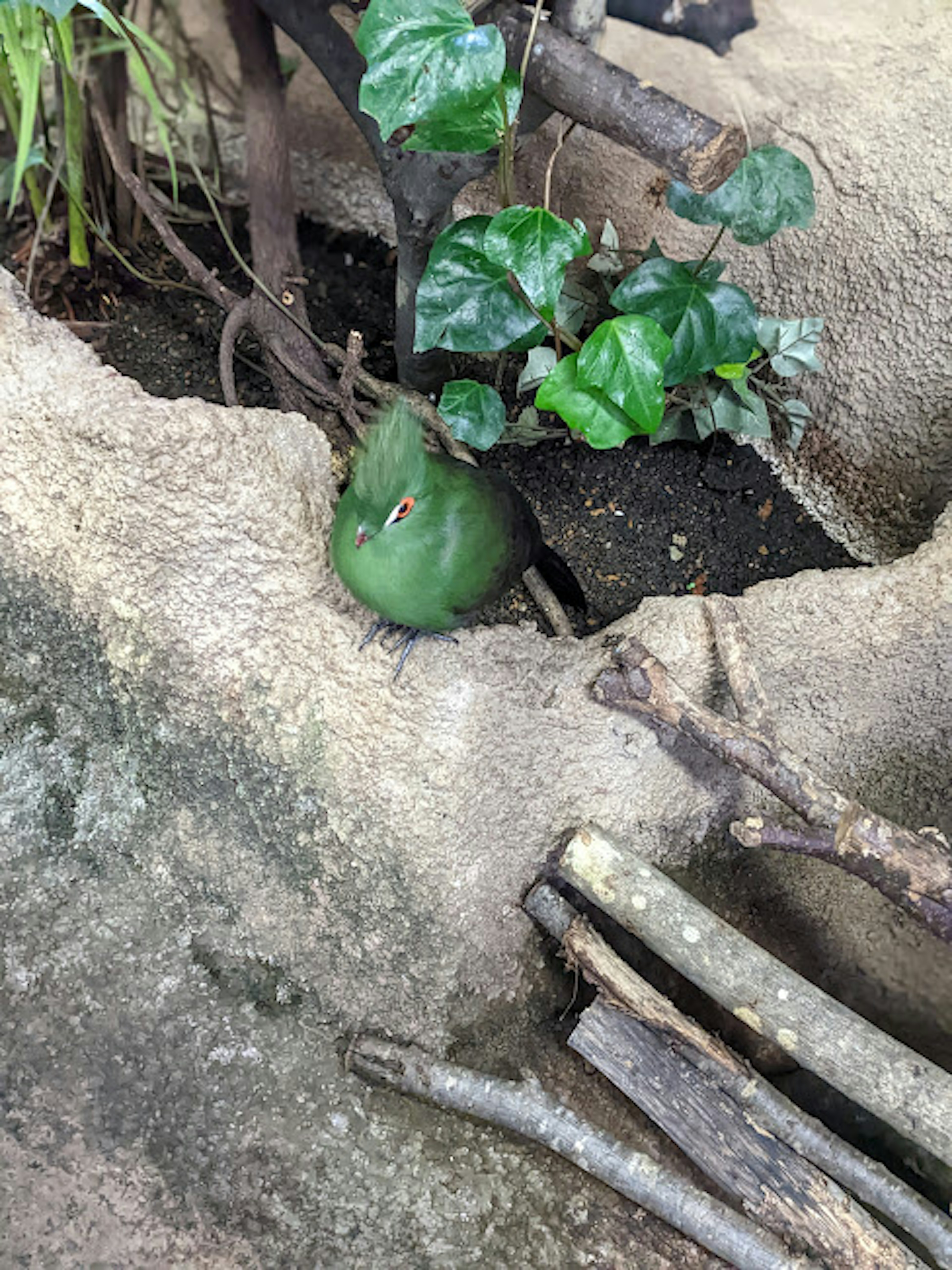 A green bird nestled among plants in a natural setting