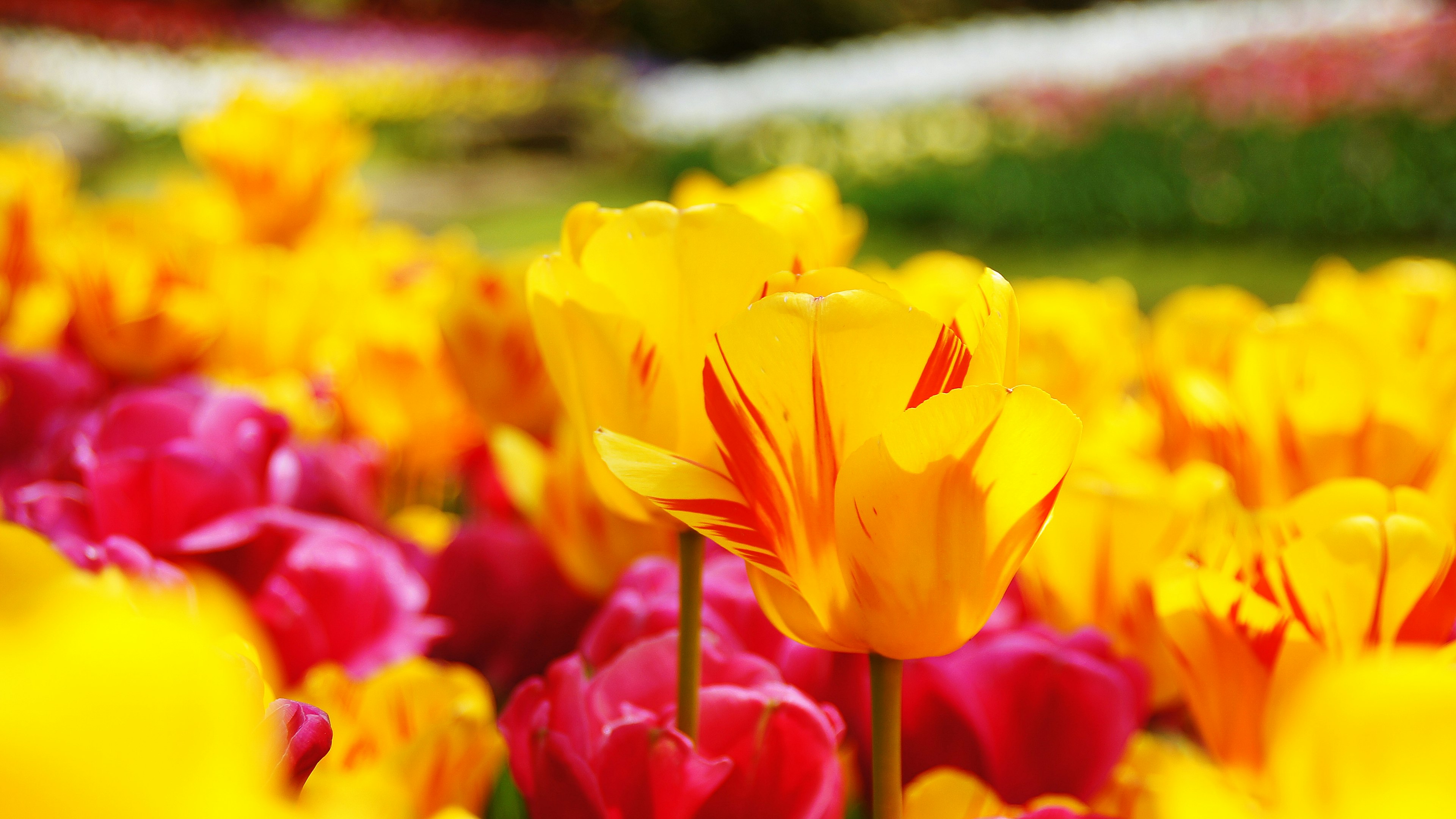 Bunga tulip berwarna-warni yang sedang mekar dengan tulip kuning dan merah yang menonjol