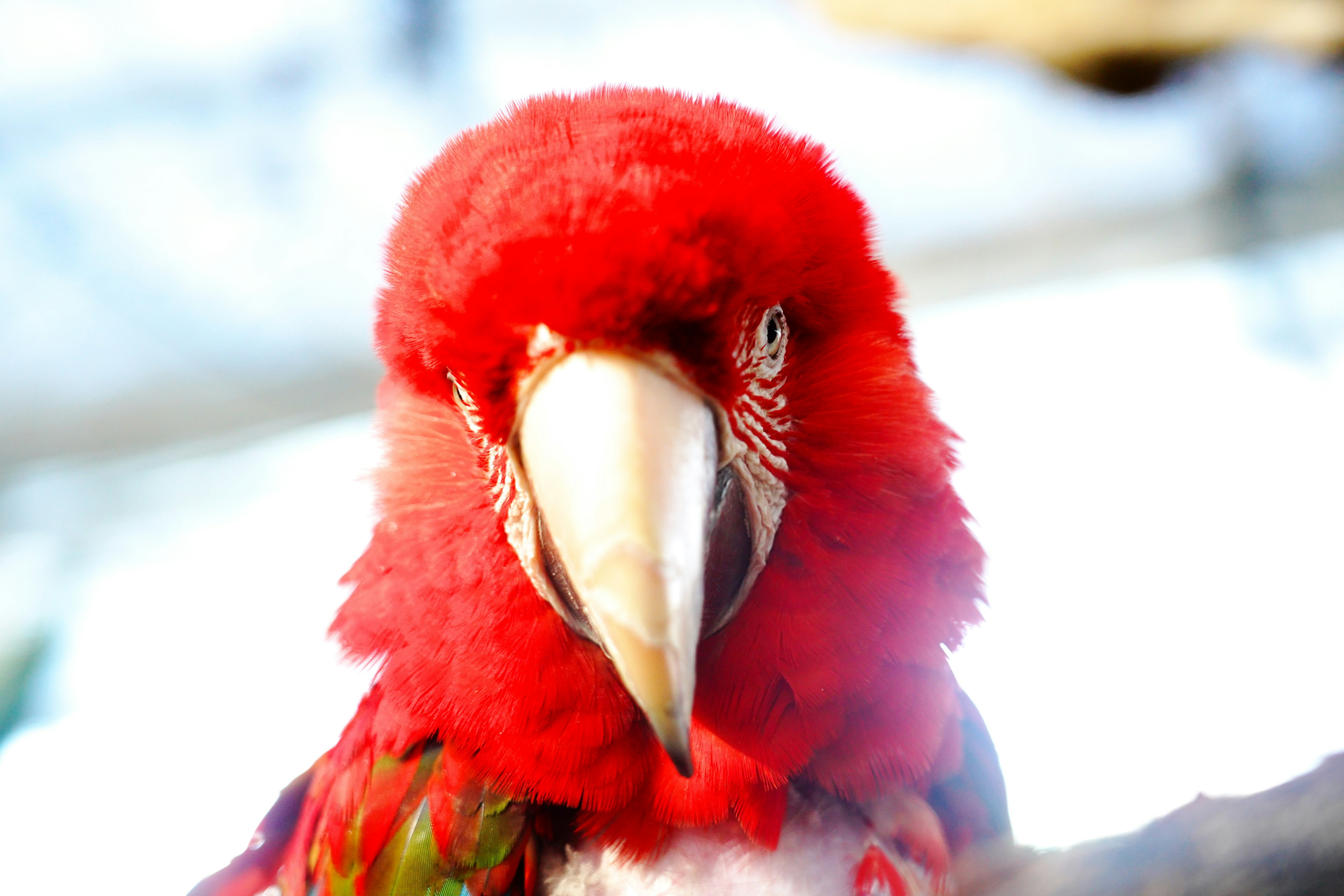 Foto close-up dari burung beo dengan bulu merah cerah