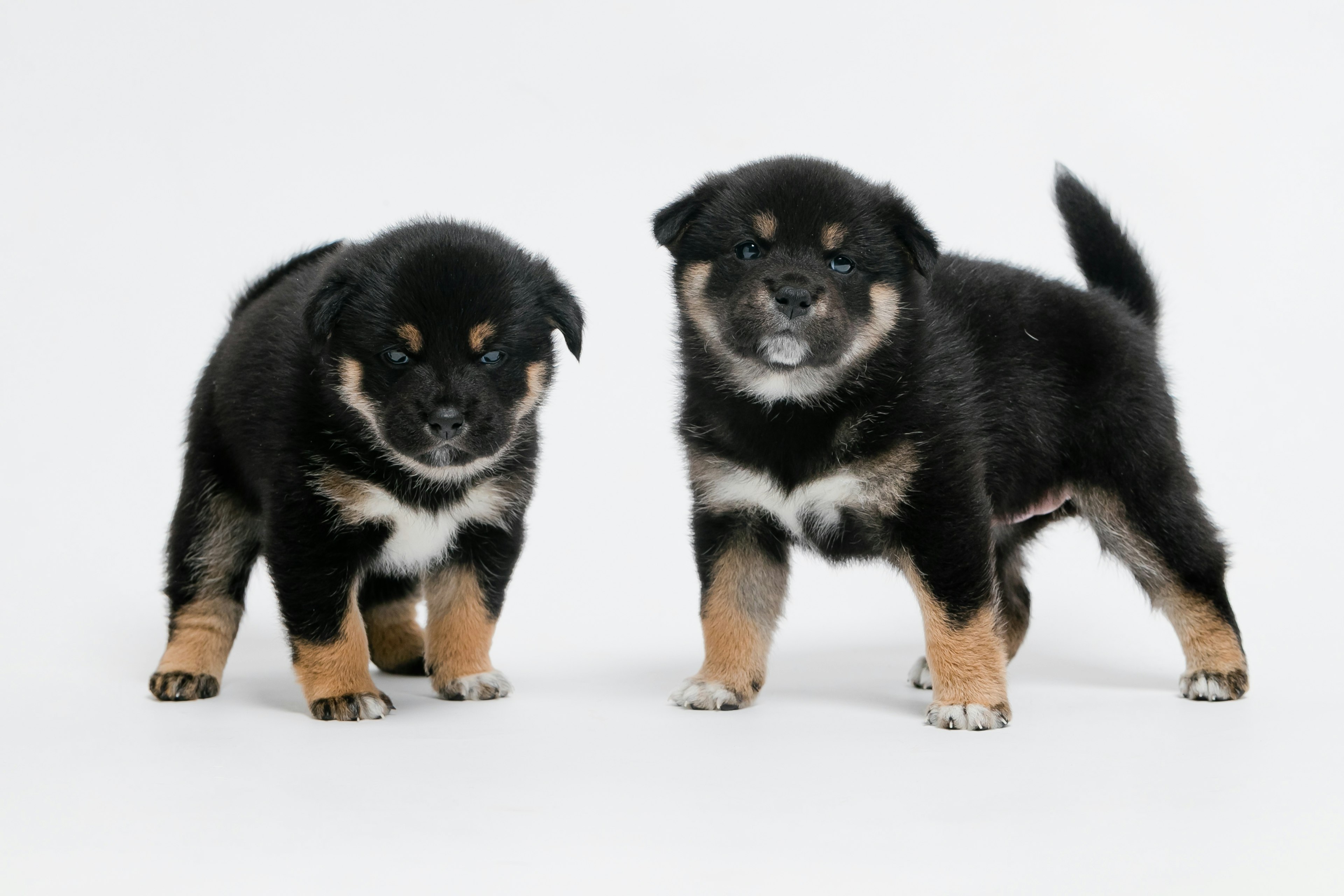 Two black and tan puppies standing on a white background