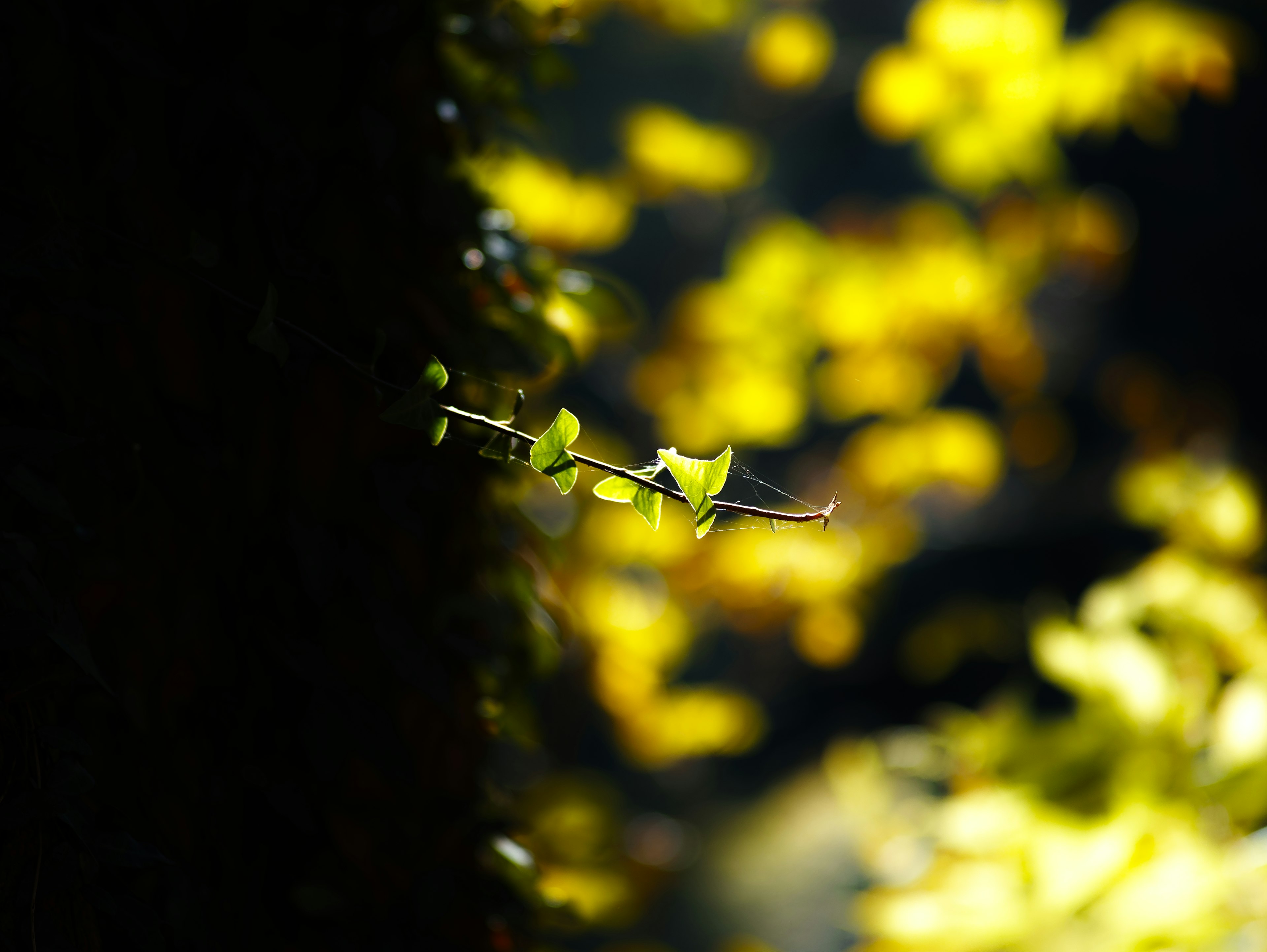 Green leaves intertwined on a tree trunk with a blurred yellow background