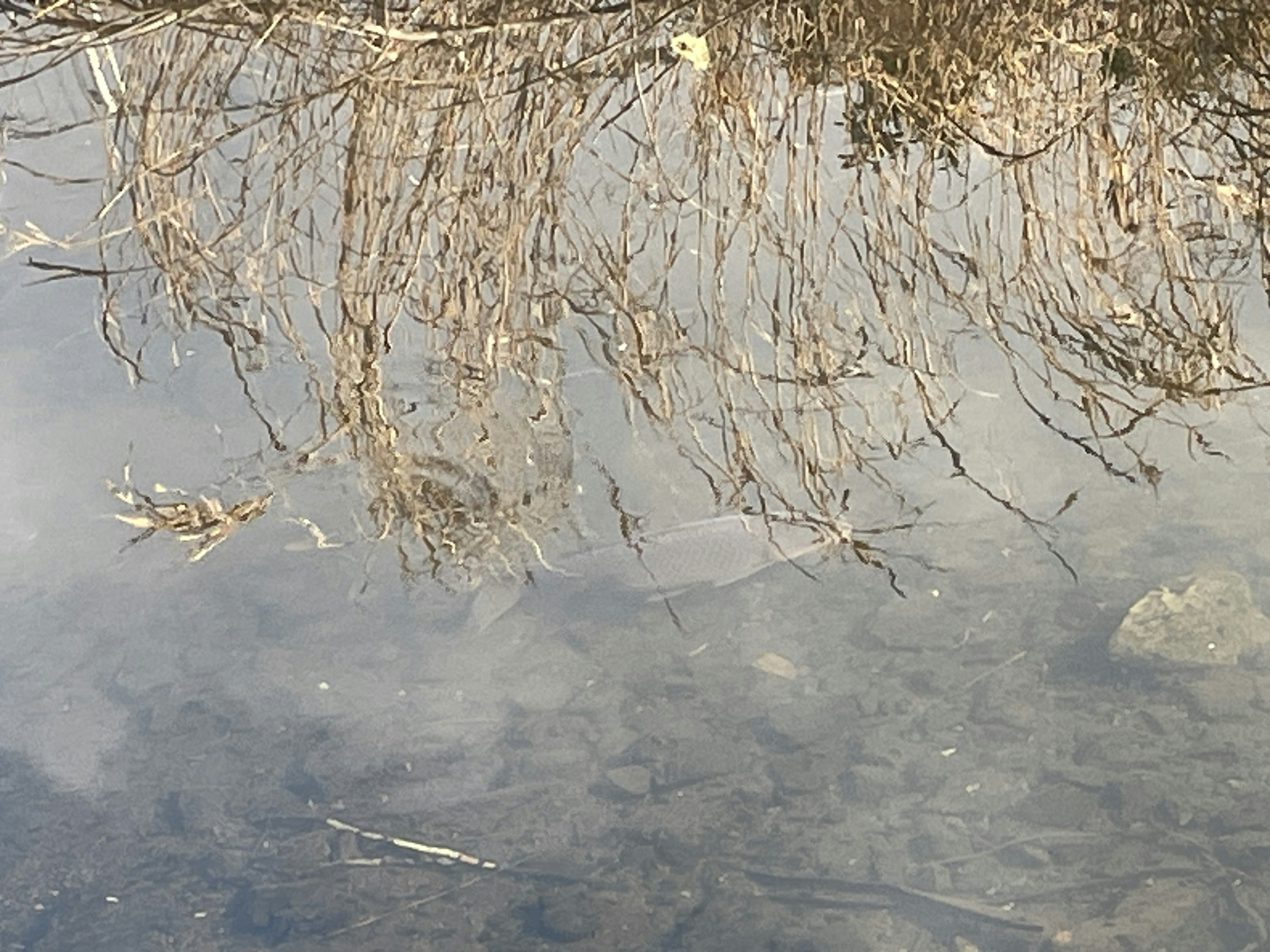 Calm water surface reflecting bare tree branches and aquatic plants