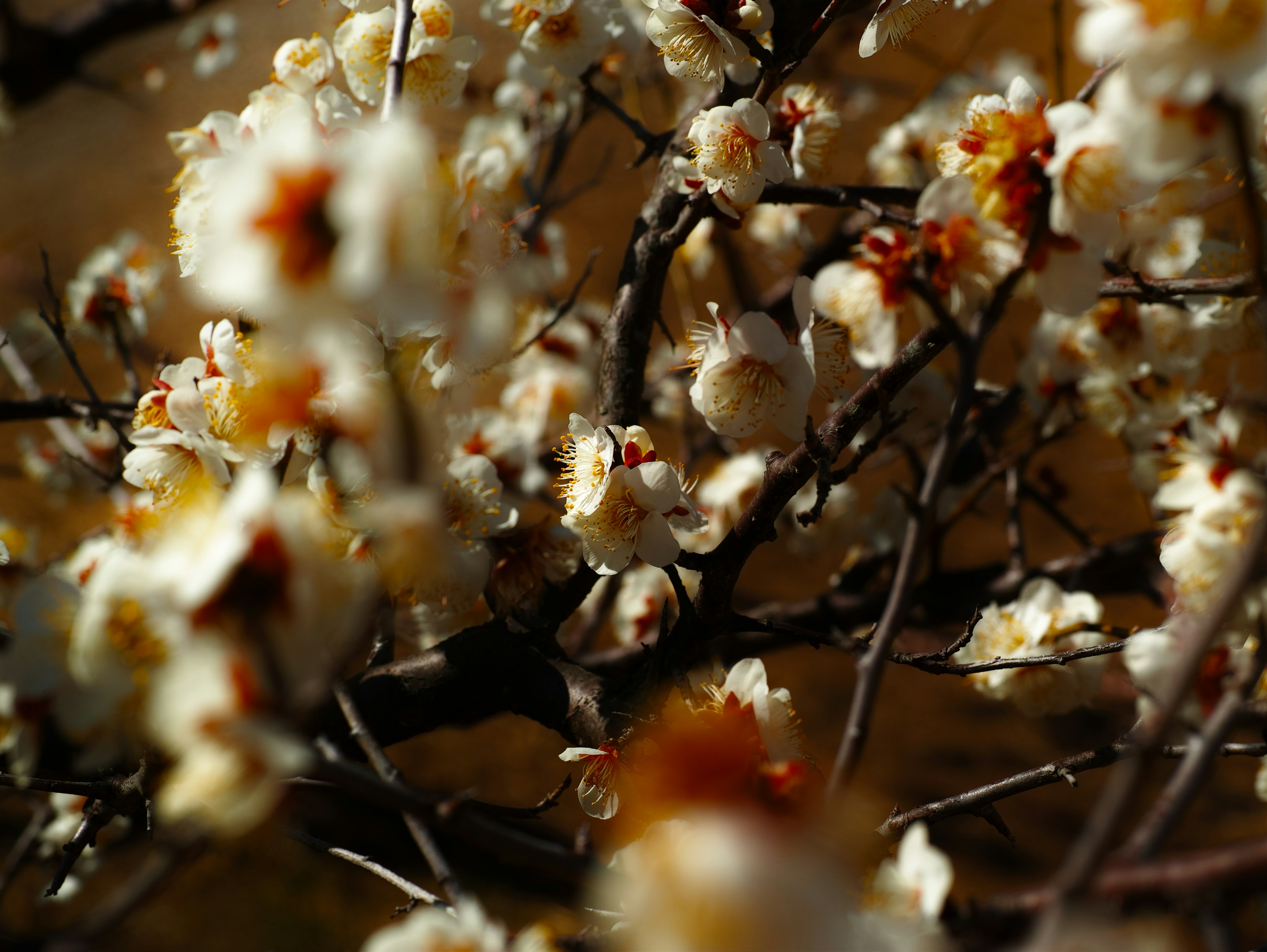 Close-up of branches with white blossoms and blurred background