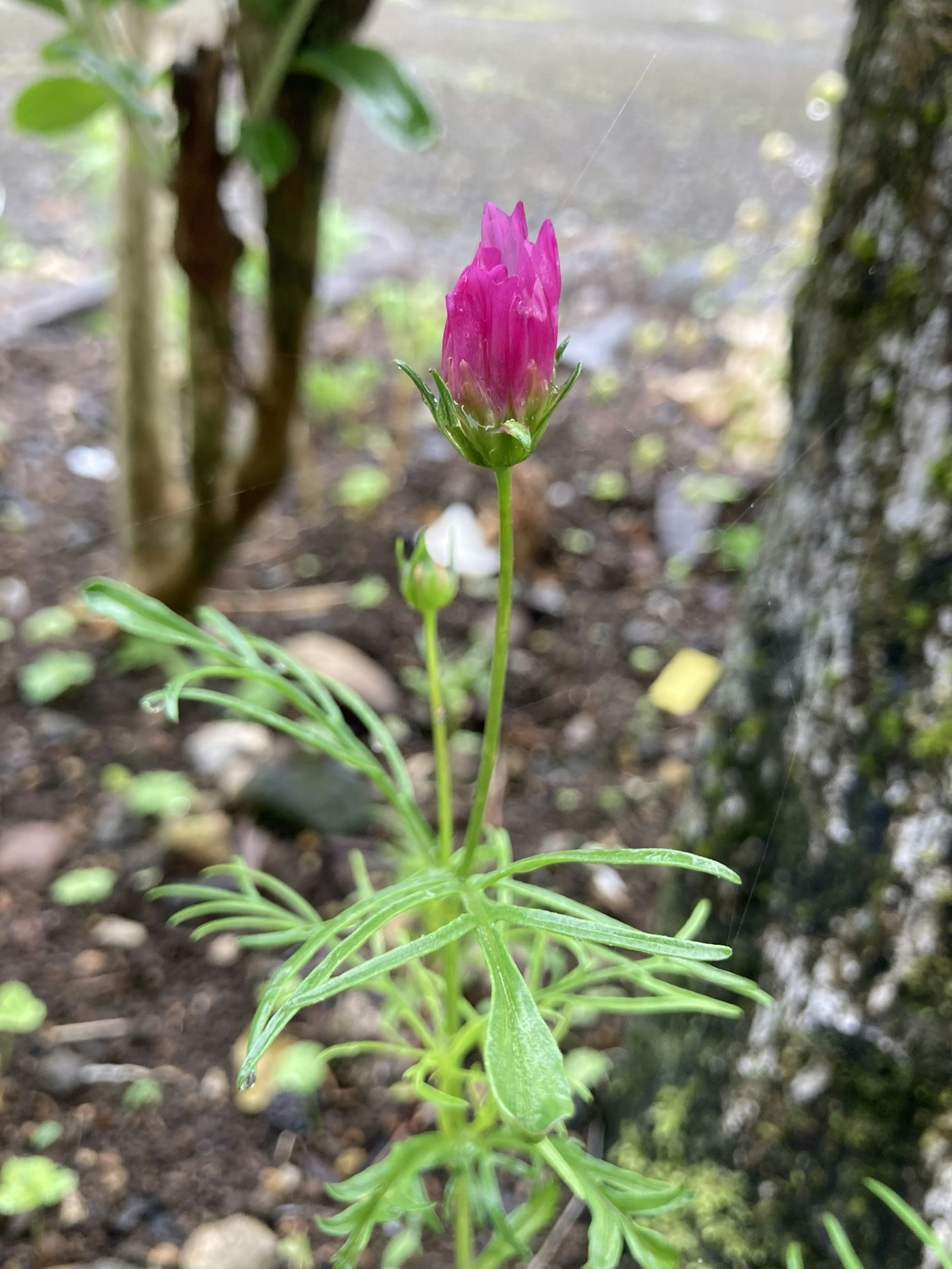 A small purple flower bud surrounded by green leaves