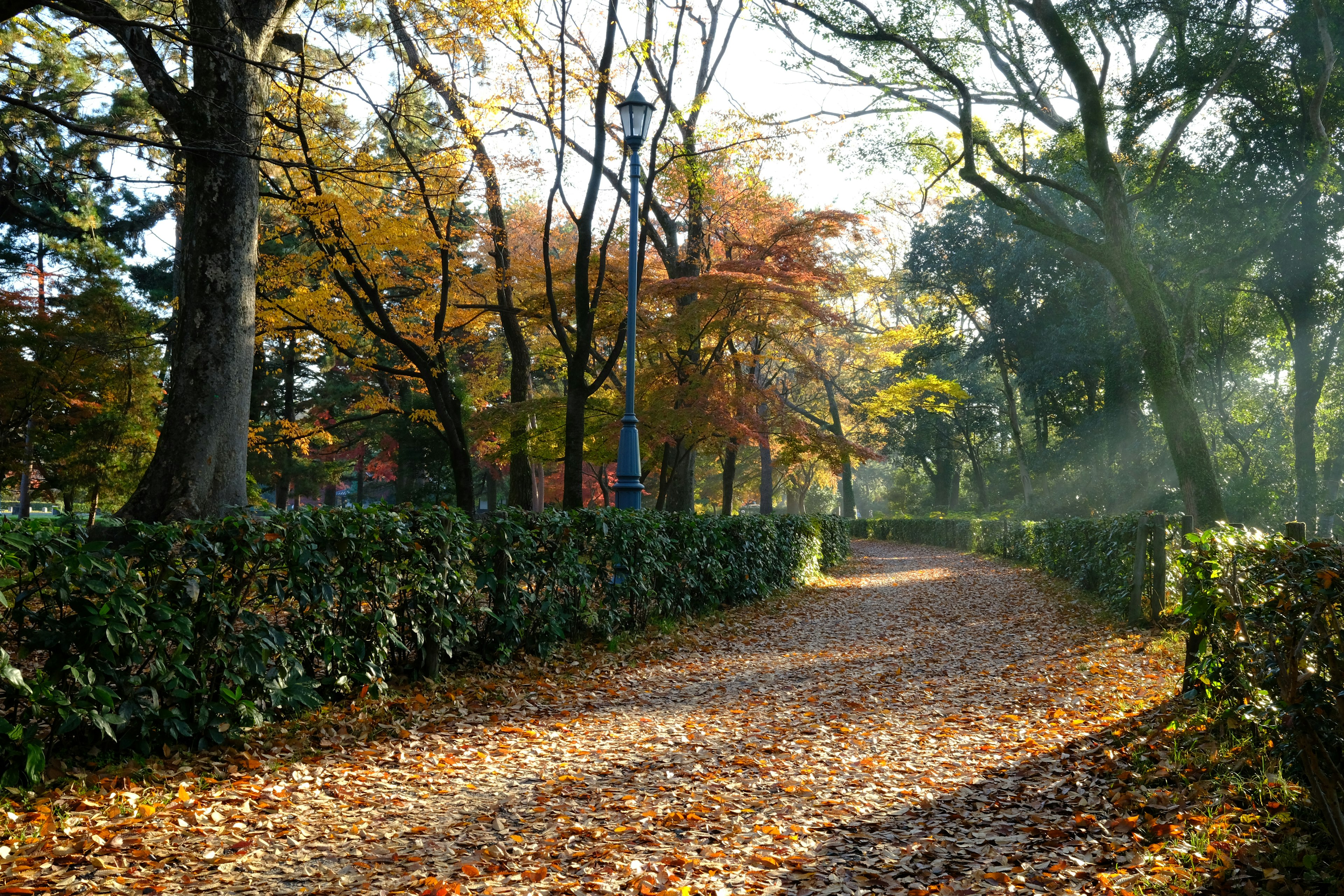 Sentier recouvert de feuilles d'automne bordé de haies vertes et d'arbres colorés