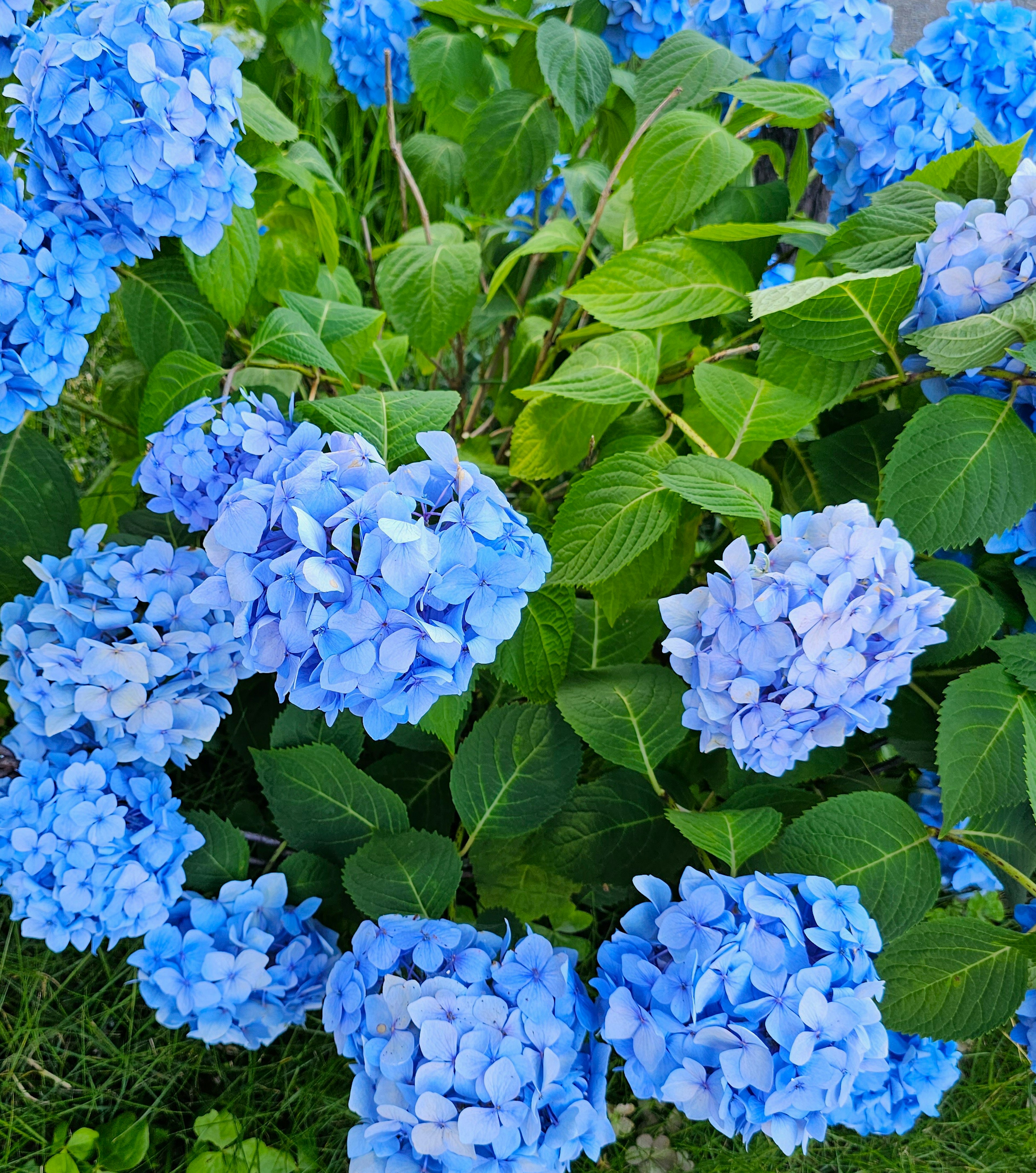 Hydrangea plant with clusters of blue flowers surrounded by green leaves