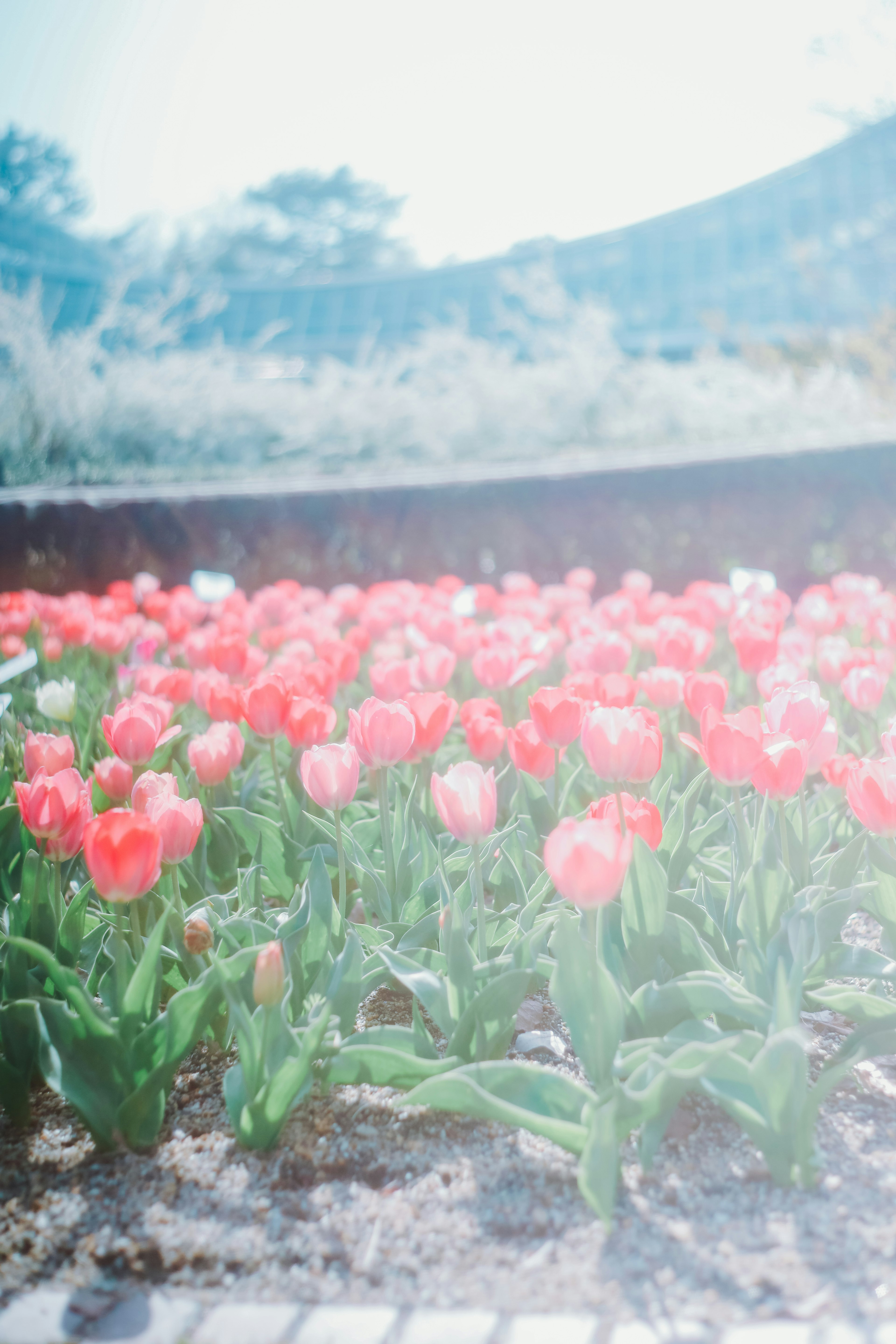 鮮やかなピンクのチューリップが咲く花壇の風景