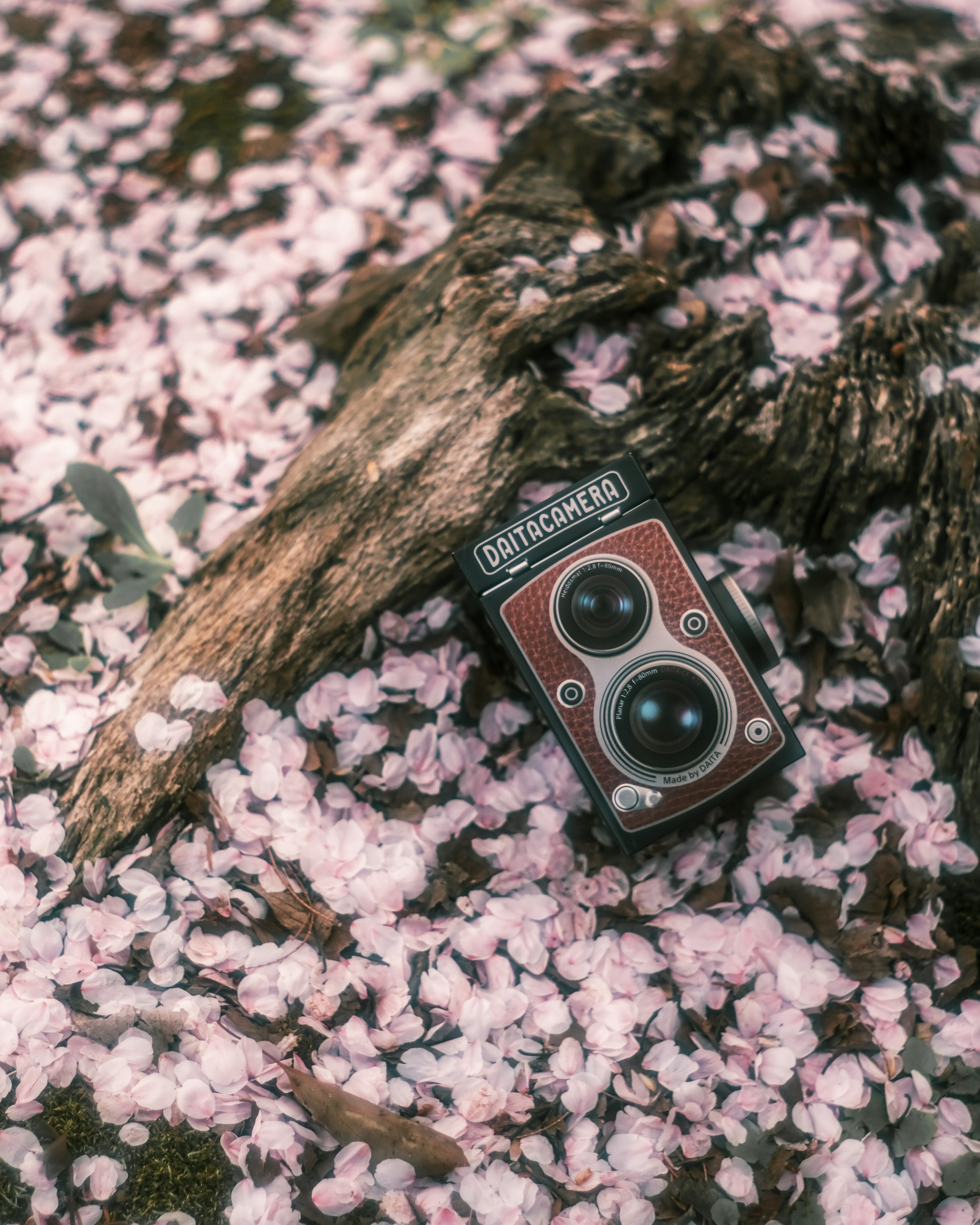 Sebuah kamera retro di atas kelopak bunga sakura pink dengan sebuah cabang kayu