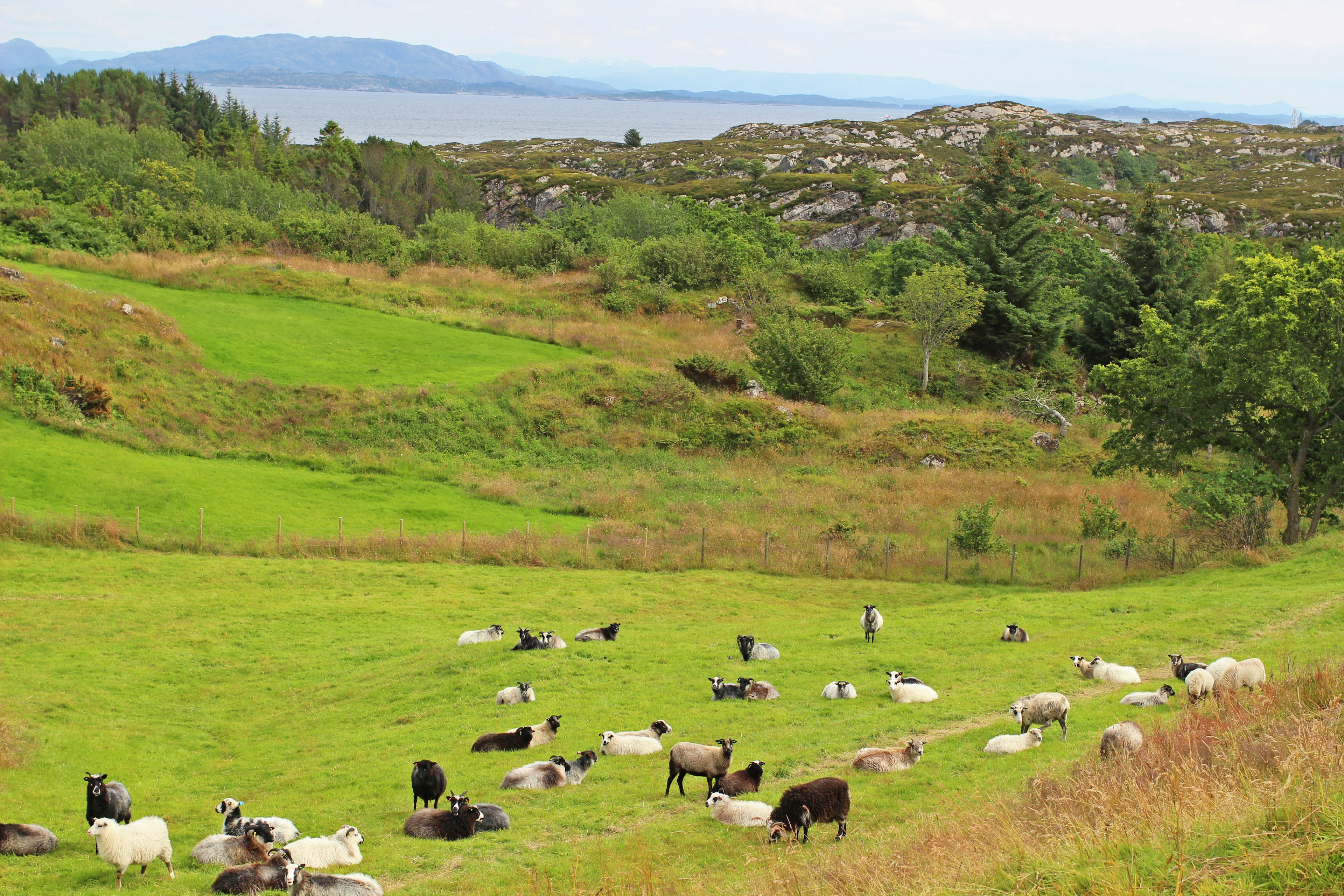 Schafe liegen auf grünem Grasland mit Blick auf das Meer in der Ferne