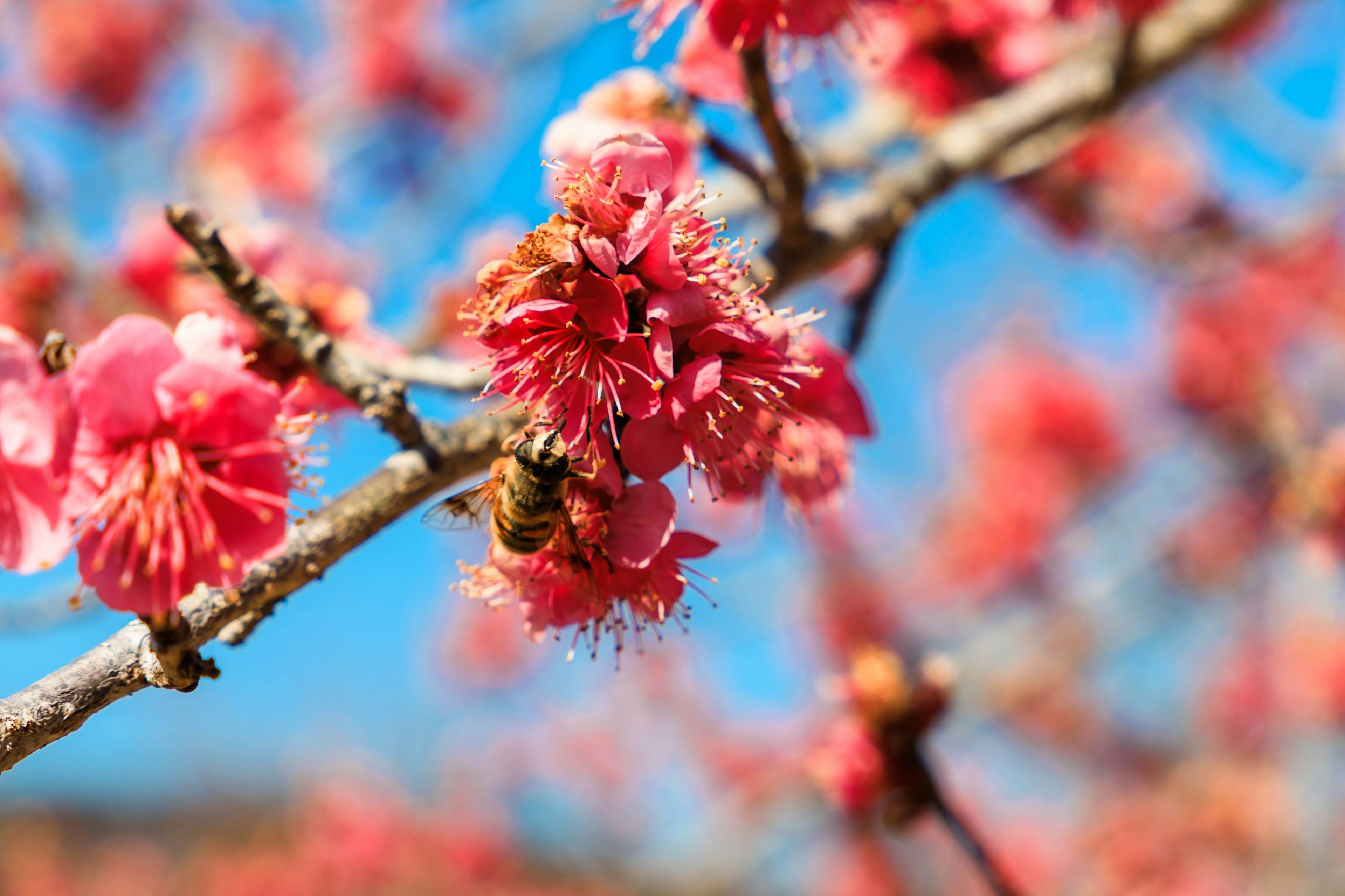 Une branche avec des fleurs roses vives et une abeille qui se repose dessus