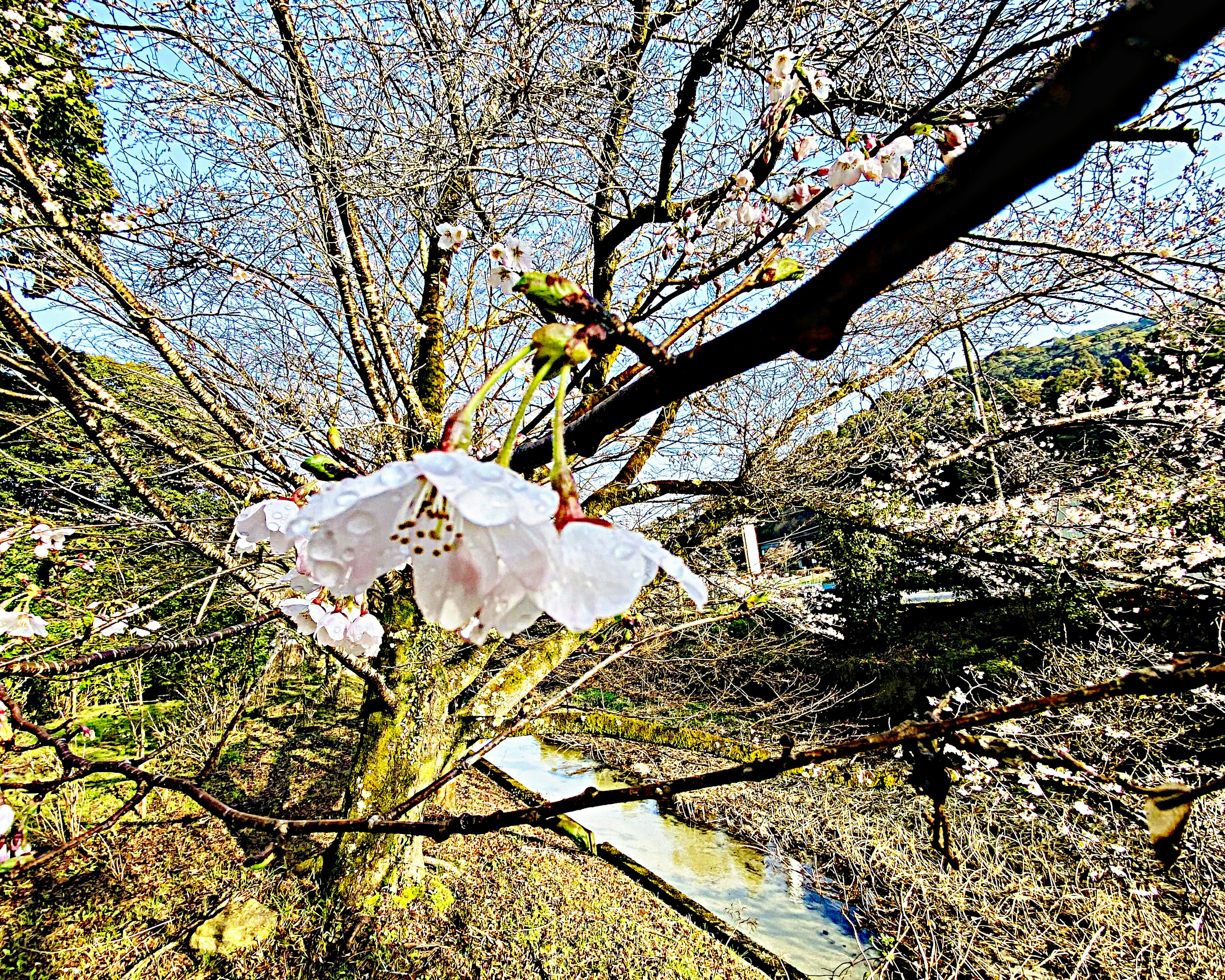 Kedekatan bunga sakura yang mekar di cabang pohon