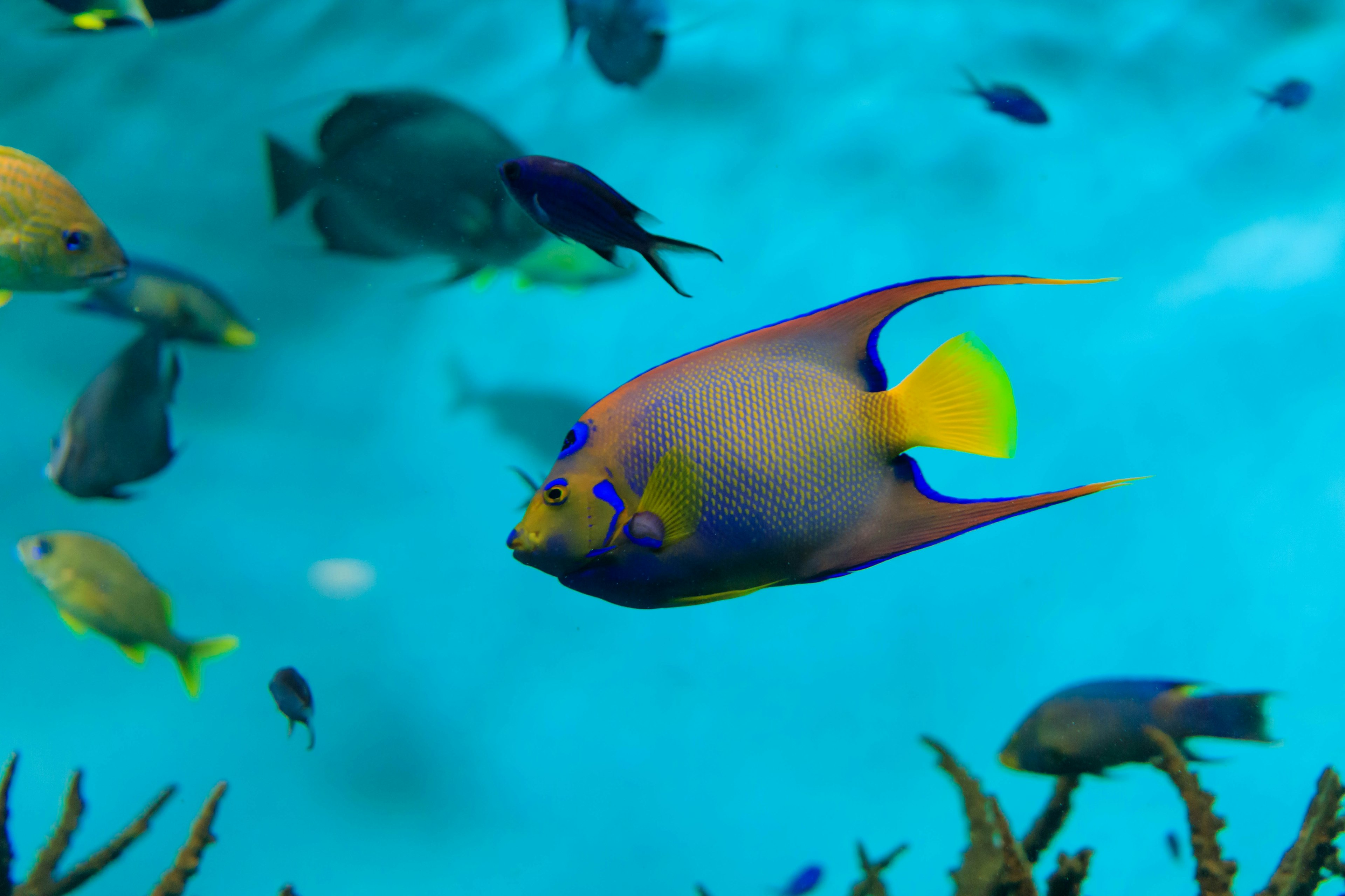 Peces coloridos nadando en una hermosa escena submarina