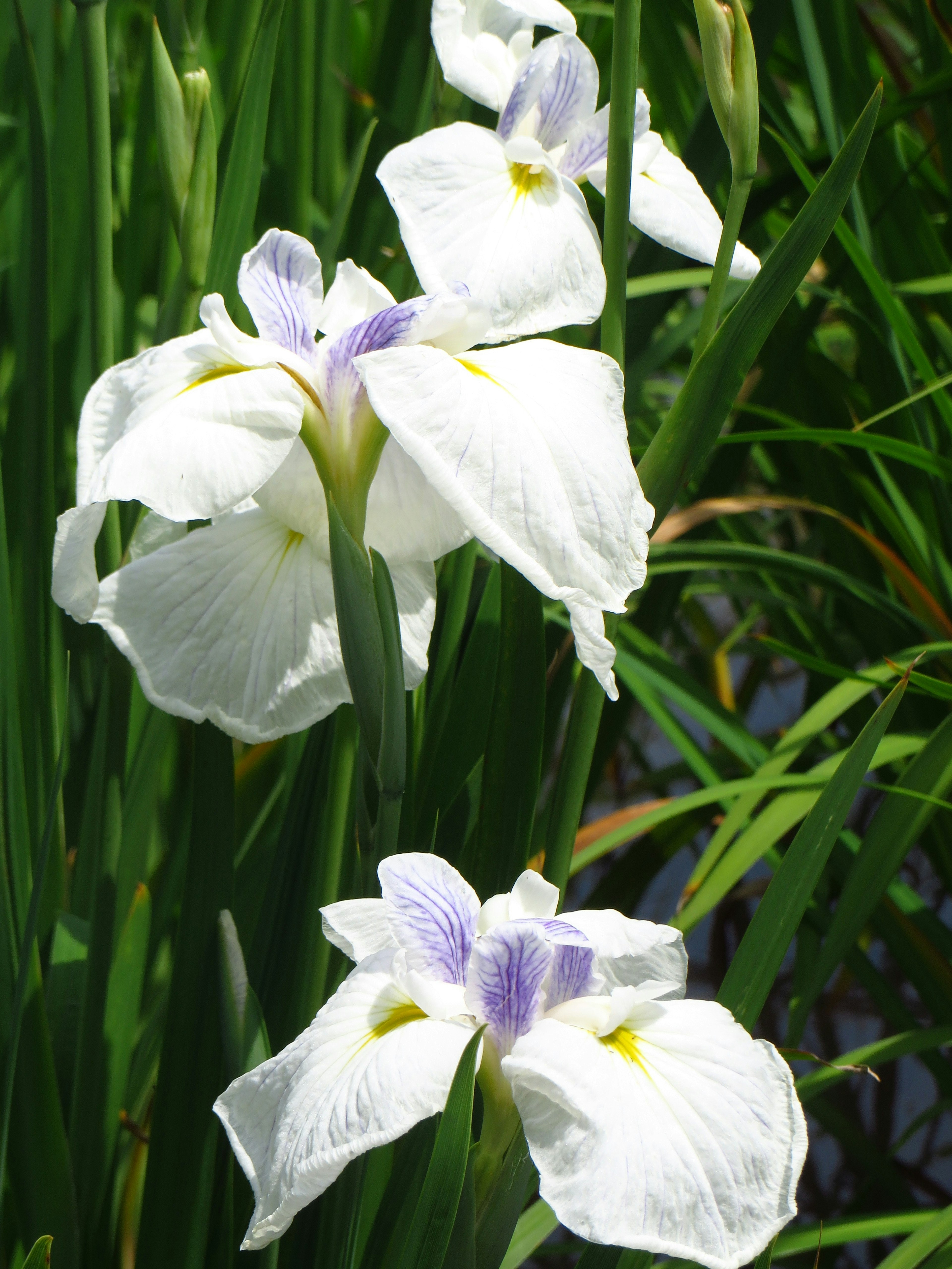 Cluster of white irises with purple accents