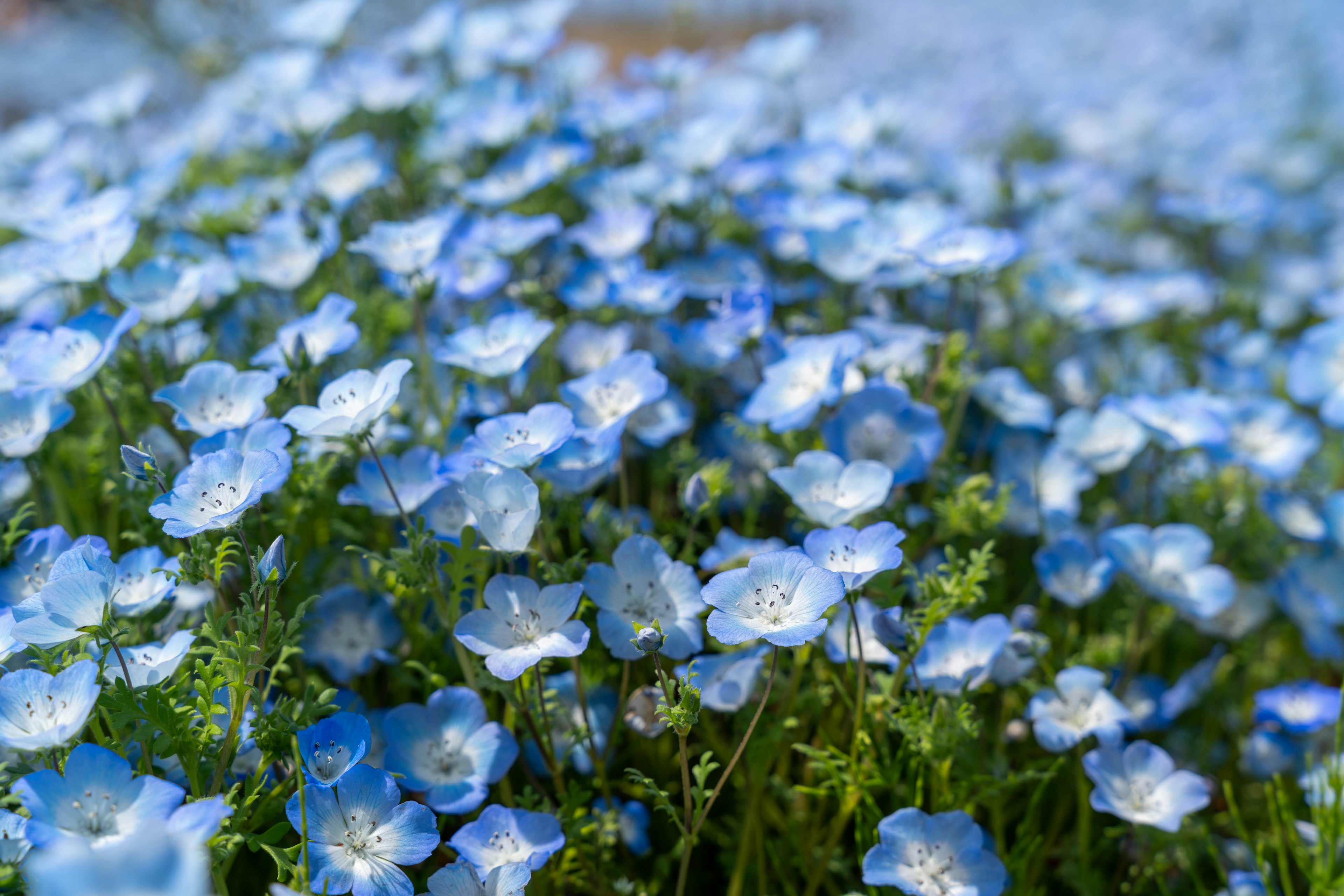 Un hermoso paisaje de flores azules en flor