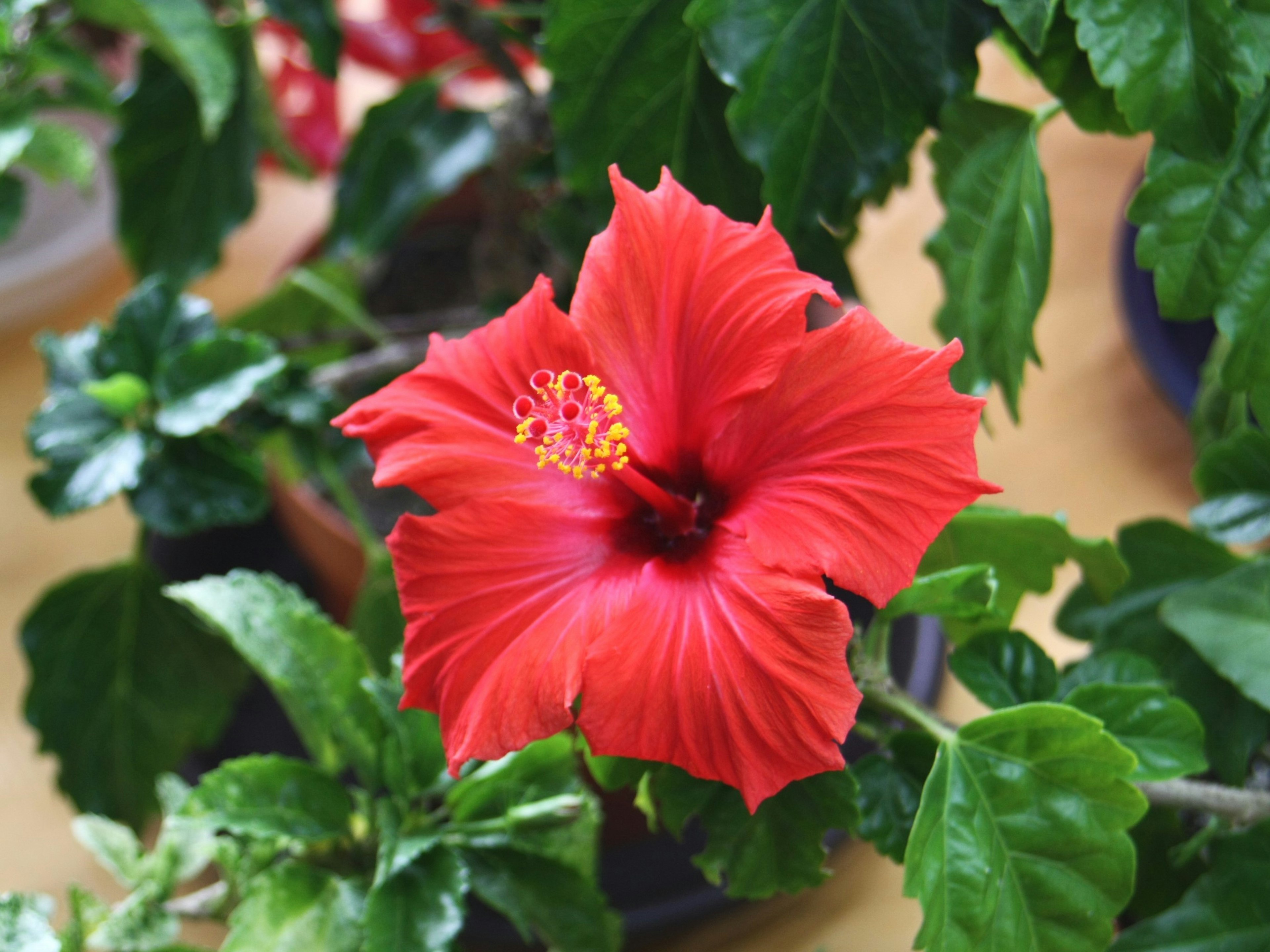 Vibrant red hibiscus flower with green leaves