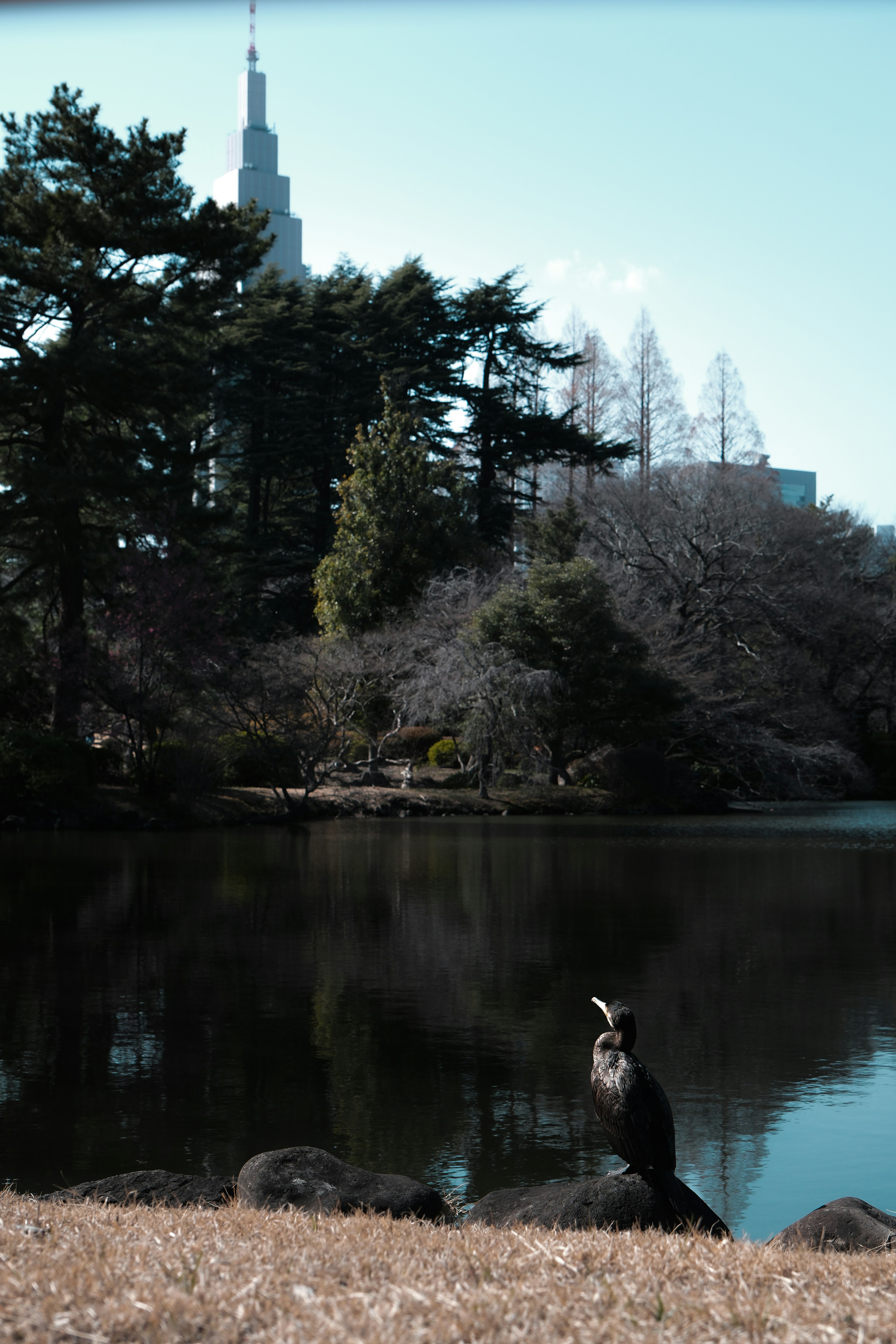 湖のほとりに立つ鳥と高層ビルの背景