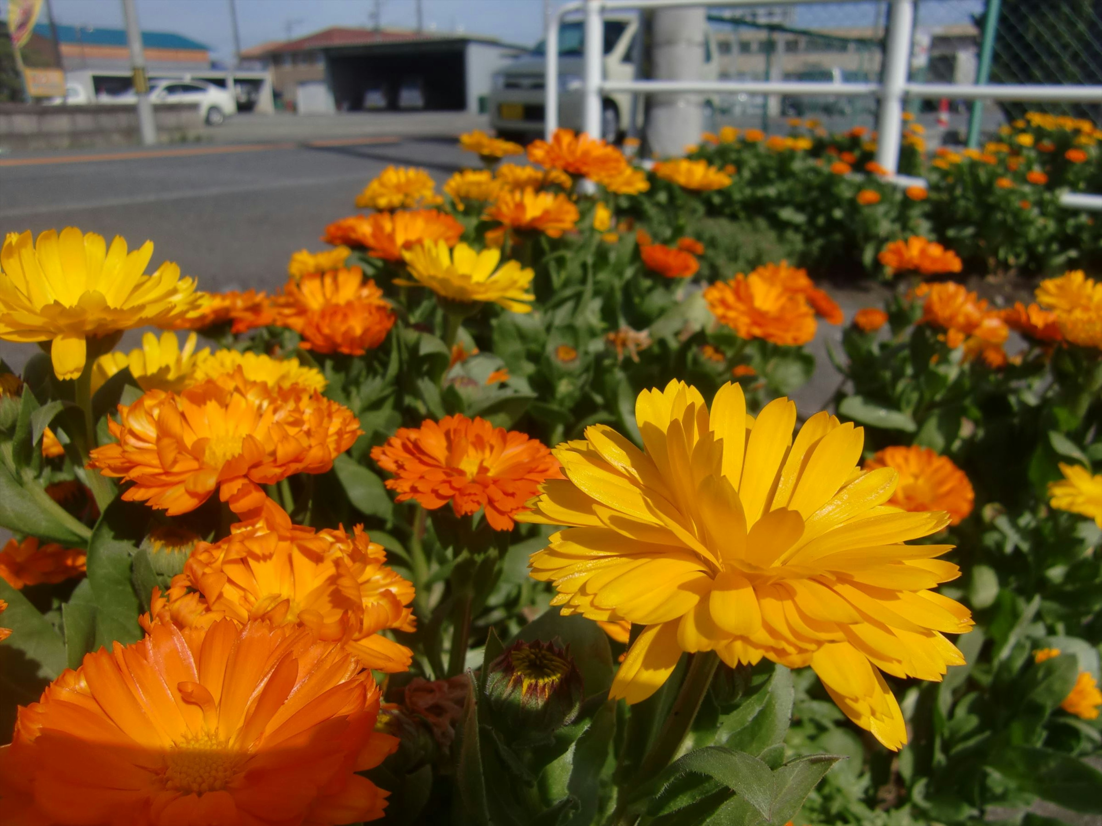 Lebendige orange und gelbe Blumen blühen in einem Garten