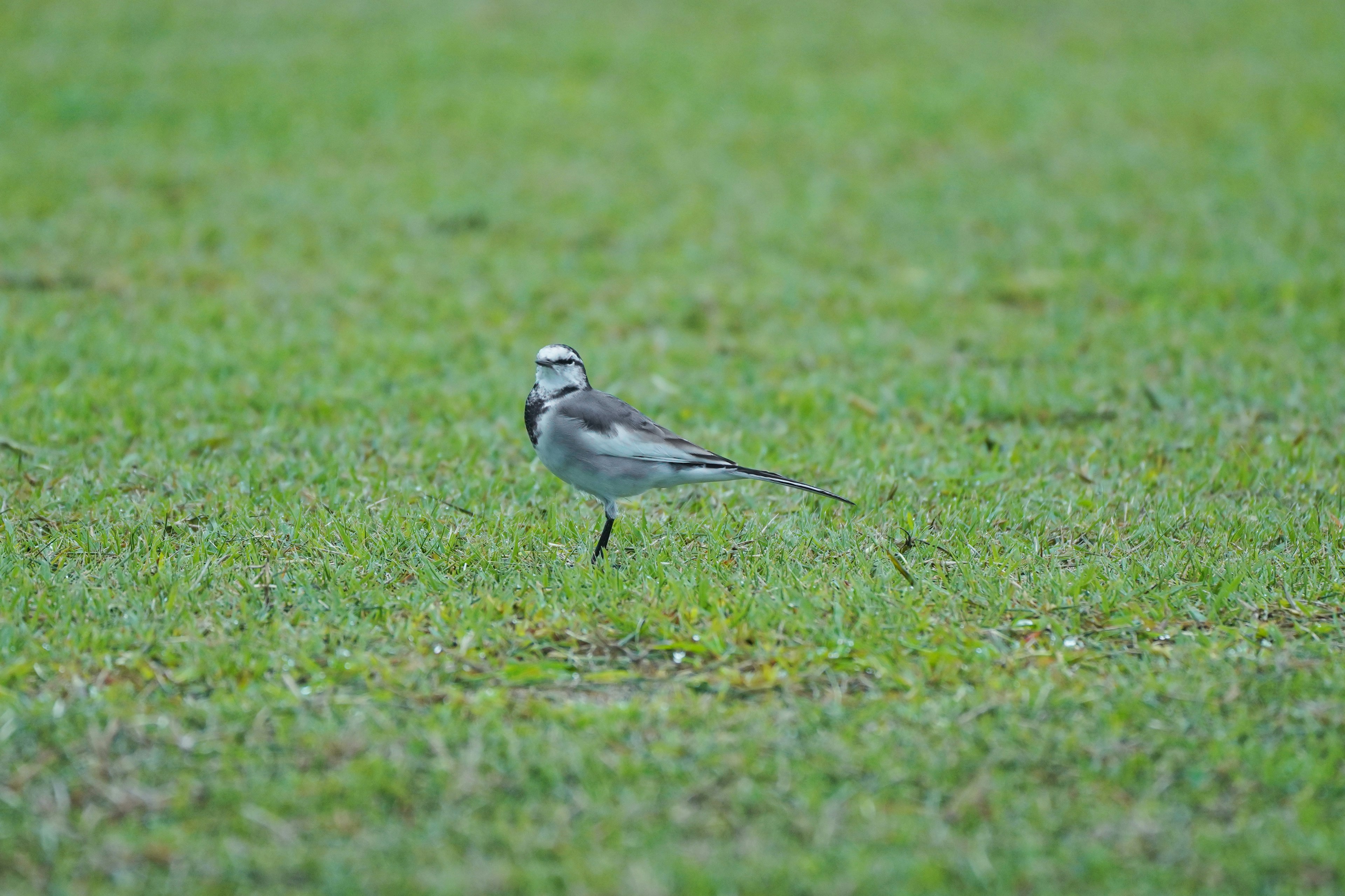 A black and white bird walking on green grass