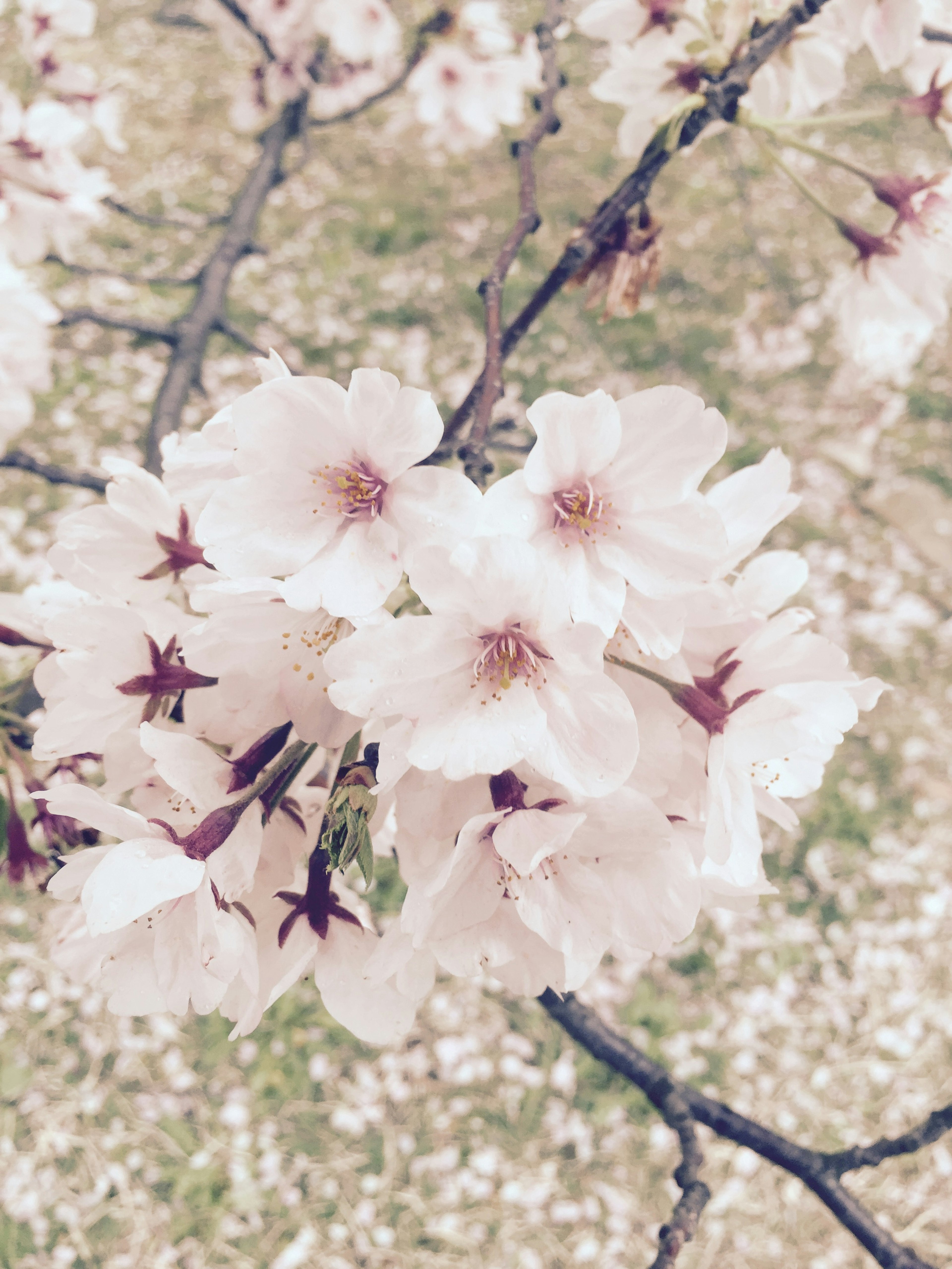 桜の花が咲いている枝のクローズアップ