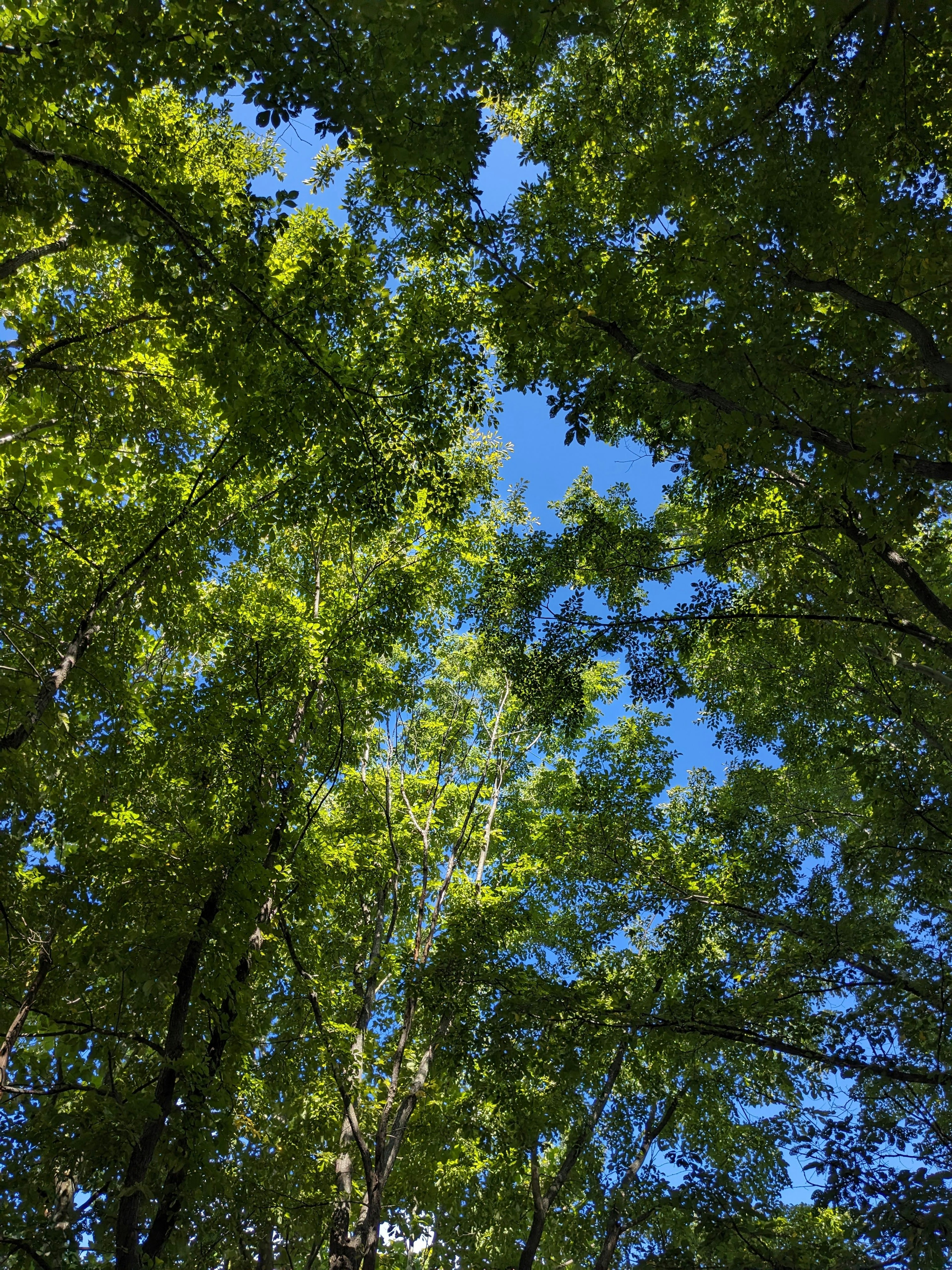 Pemandangan kanopi hutan dengan daun hijau dan langit biru