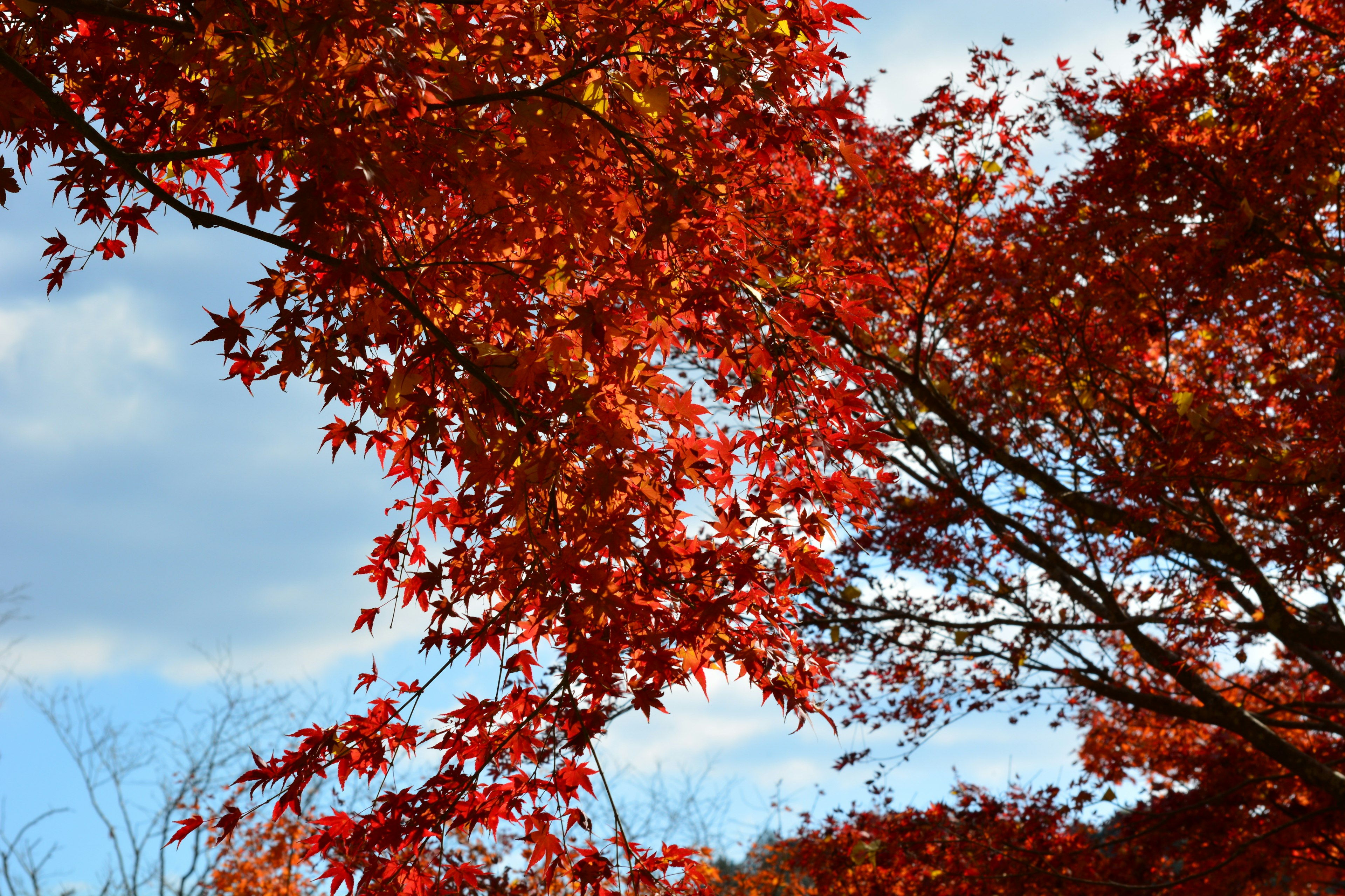 赤い紅葉の葉が青空に映える風景