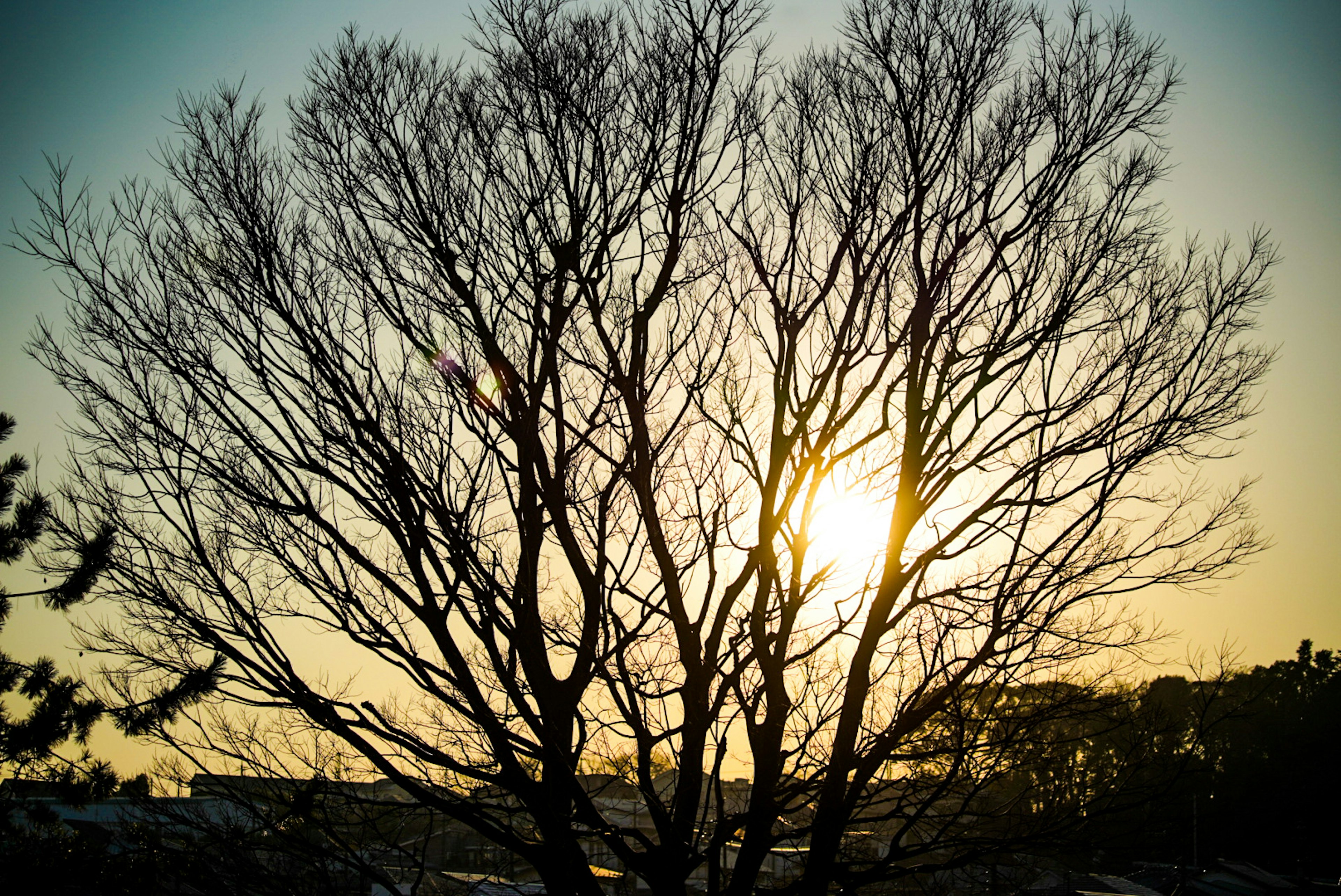 夕阳下光秃树木的轮廓