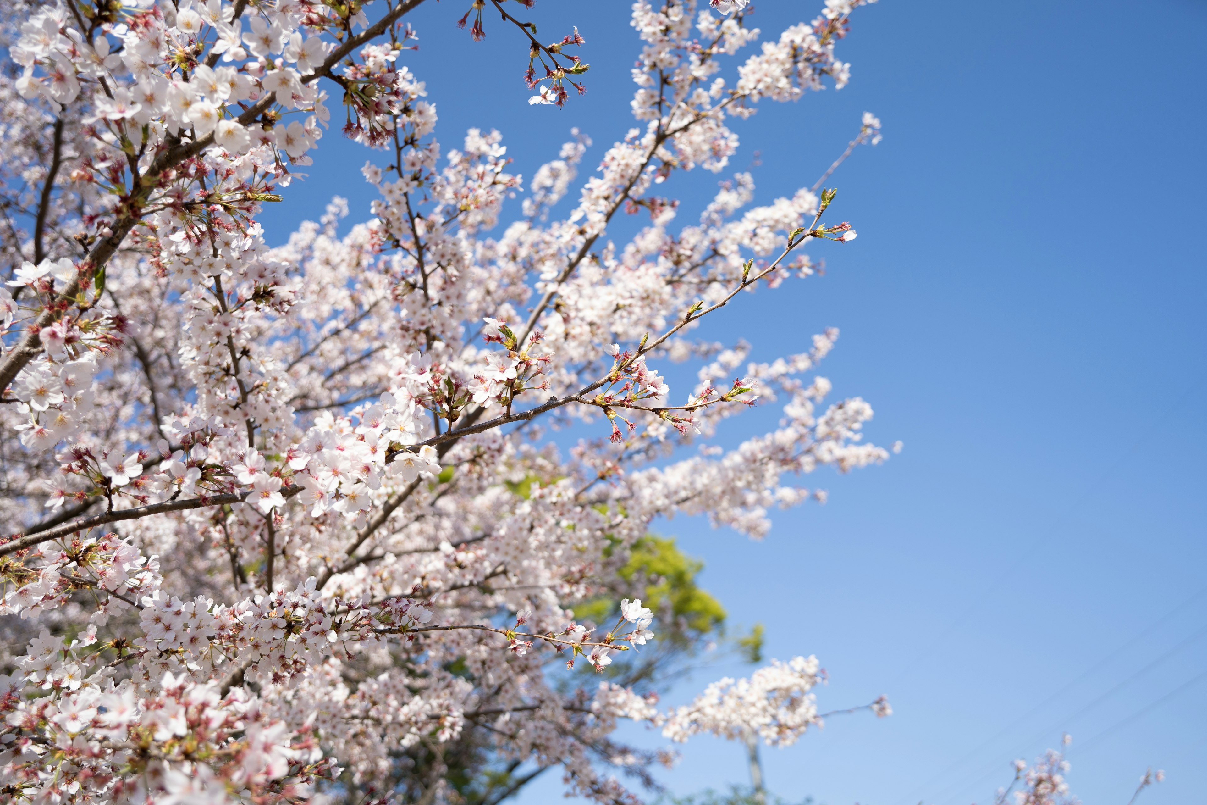 Cabang bunga sakura mekar di latar belakang langit biru