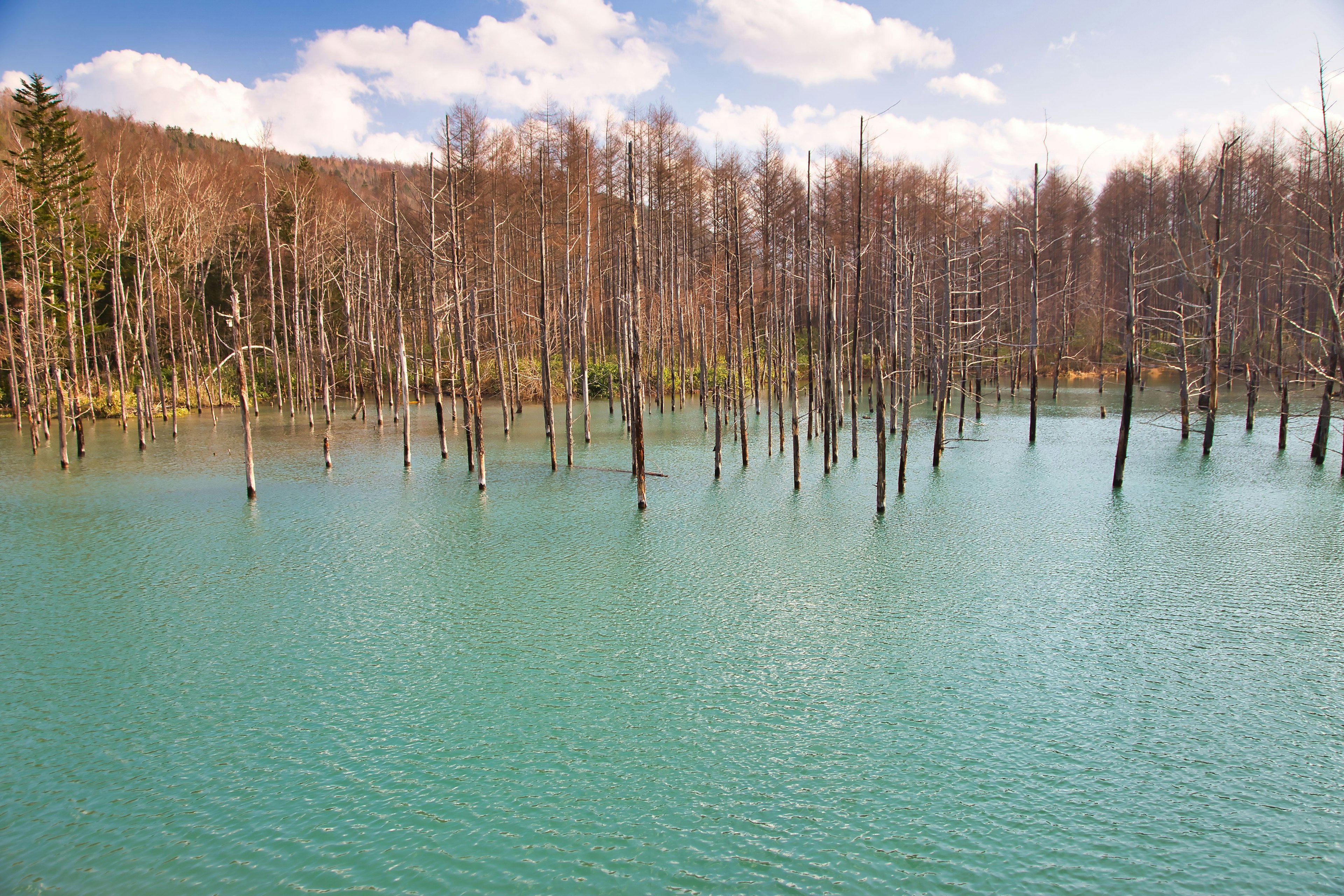 Landschaft mit toten Bäumen, die im türkisfarbenen Wasser stehen