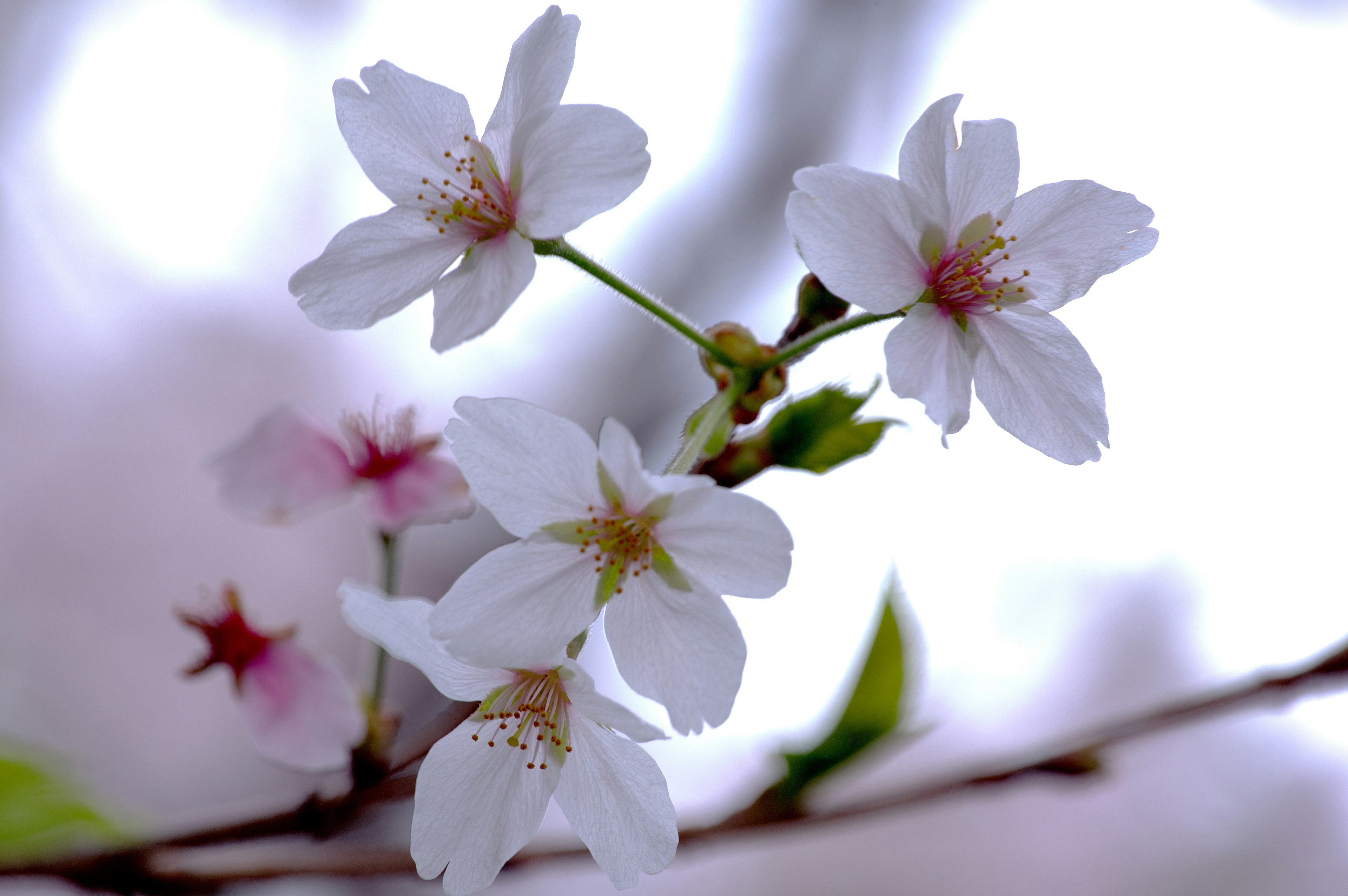 Close-up bunga sakura di cabang dengan kelopak putih dan warna lembut