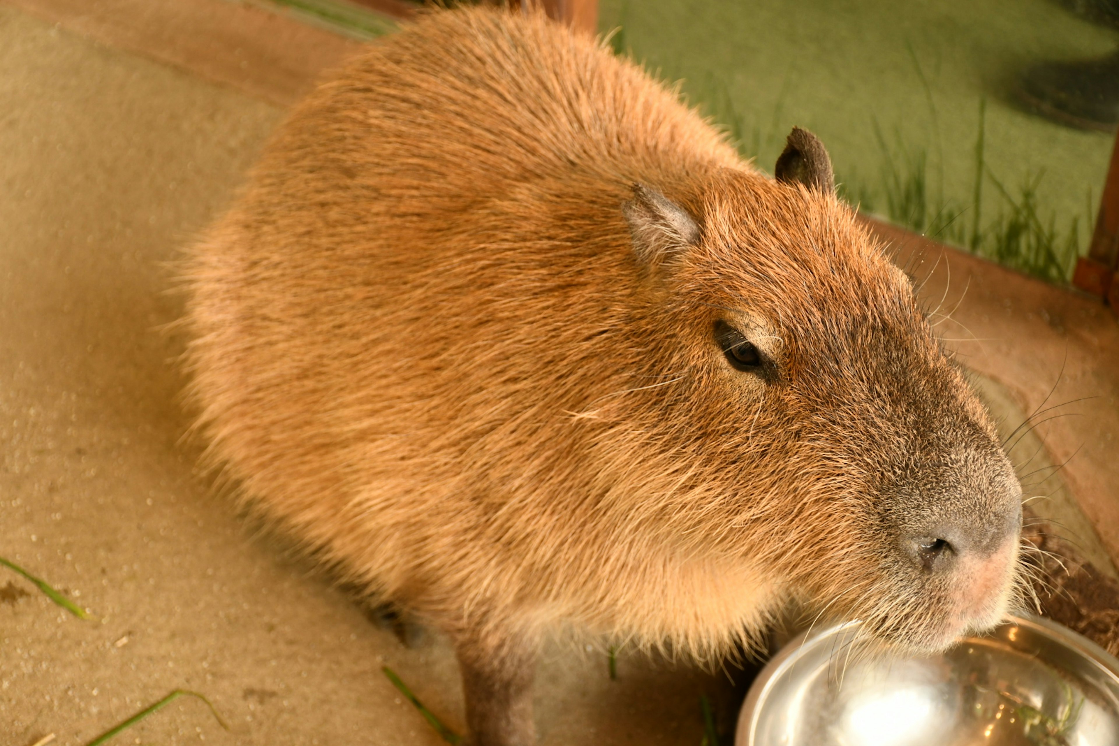 Capybara near a food bowl