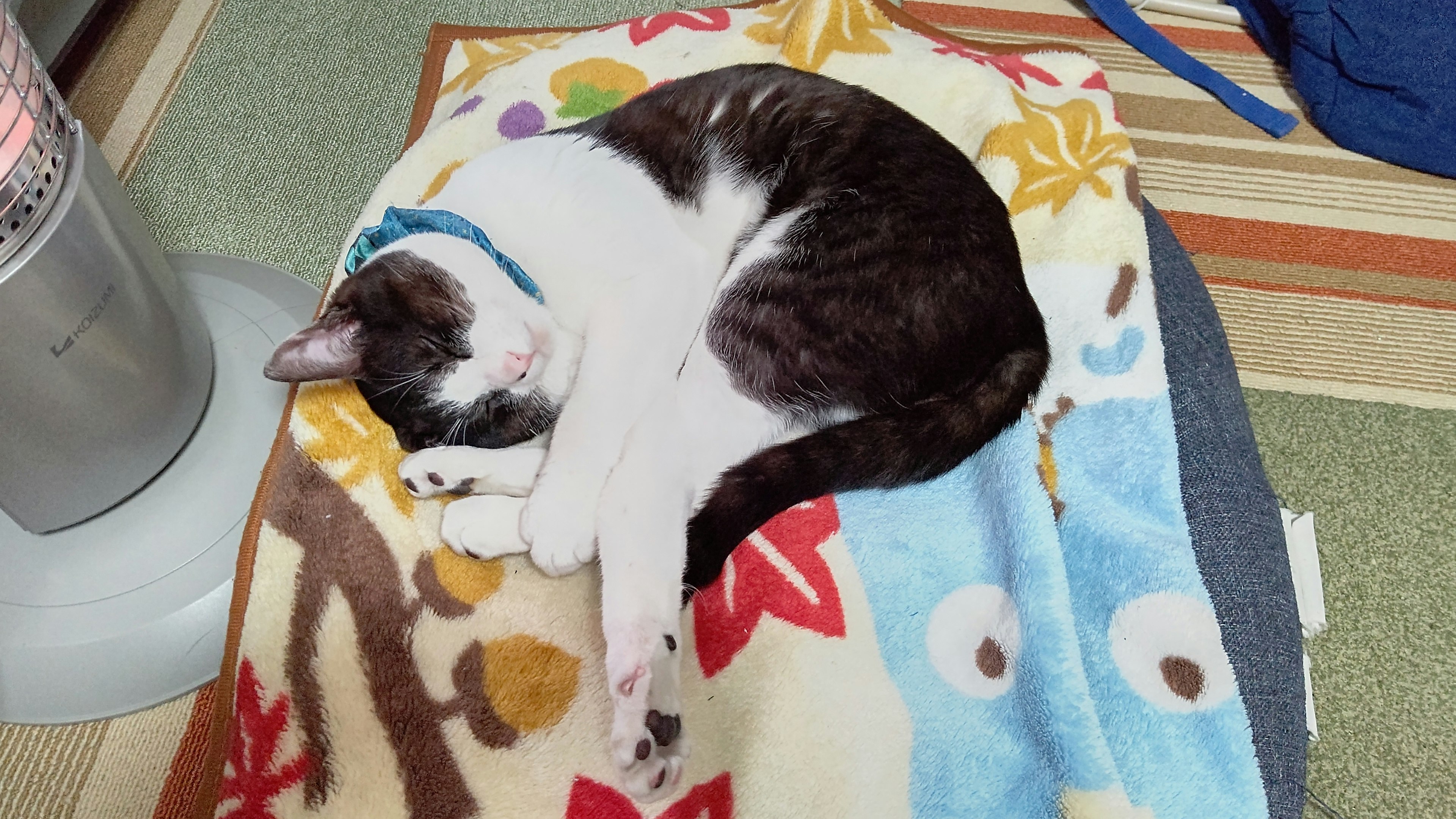 Un gato enrollado durmiendo sobre una manta colorida